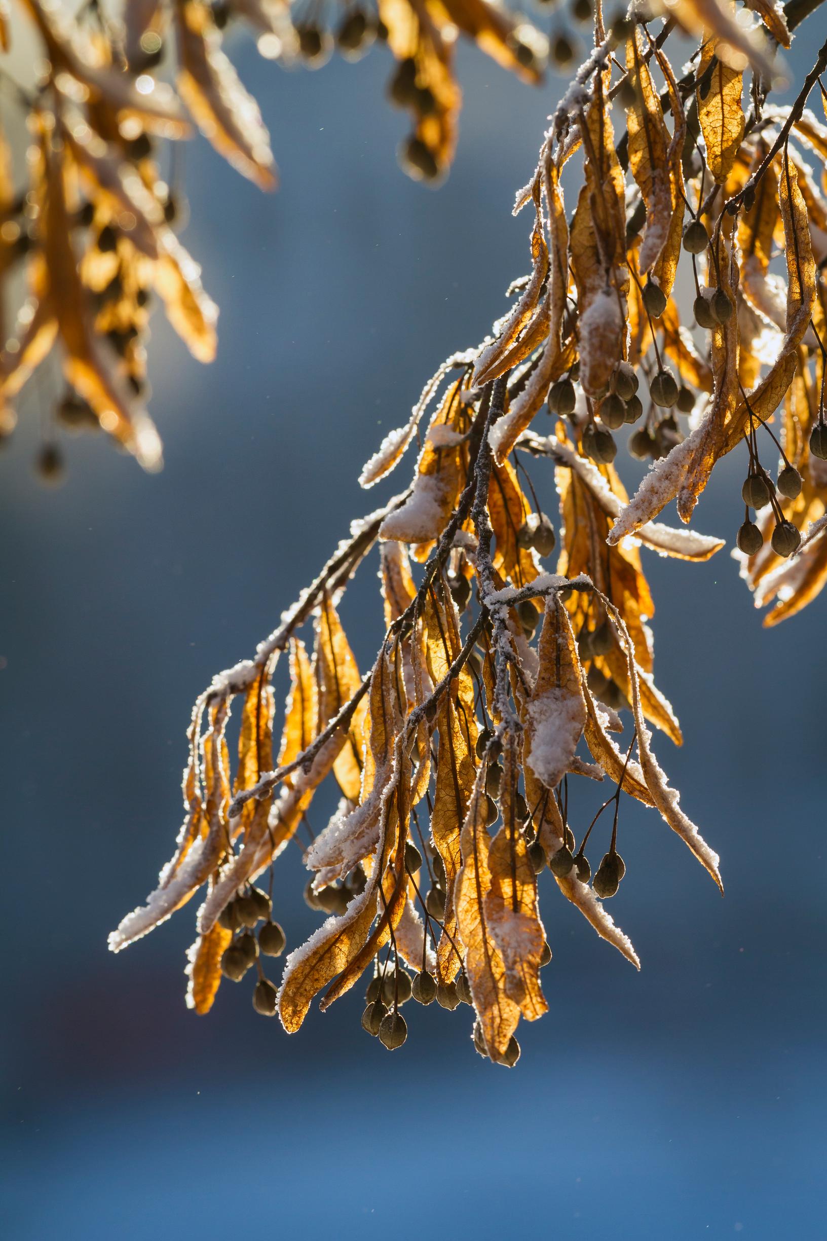 Silmut ja siemenet saavat suojakseen paksut suomumaiset lehdet ja kemialliset suoja-aineet. Lehmus varistaa viimeiset siemenensä vasta talvella.