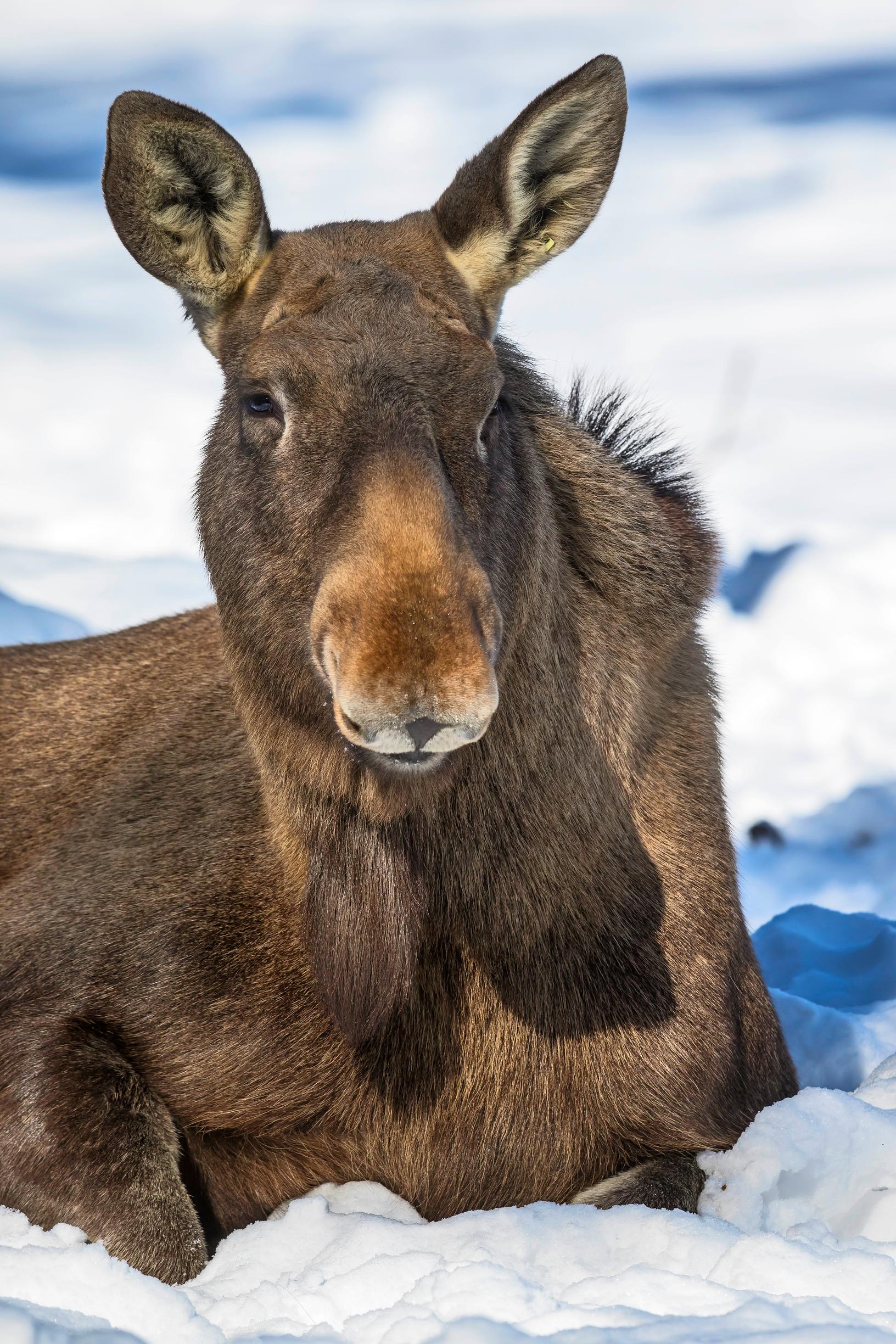 Hirvieläimet pienentävät ihopoimulla nenätiehyiden aukkoa, mikä hidastaa hengitystä ja tehostaa lämmön talteen-ottoa nenäontelon kudoksiin.