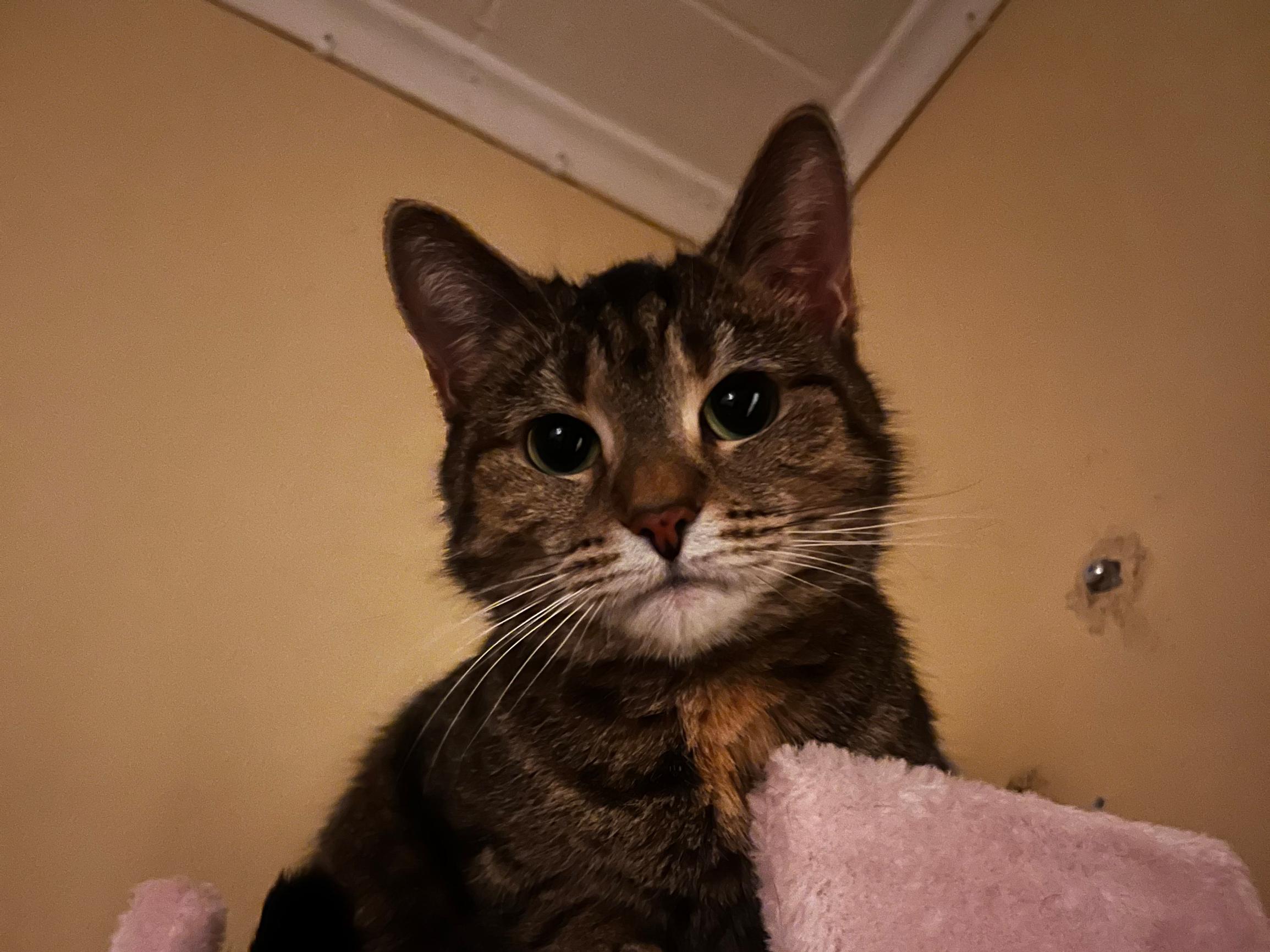 ”En ole koskaan tavannut kissaa, joka olisi niin ihmisrakas” – Kolliksi luultu Viski-tyttö on kuin Monican oma sylivauva