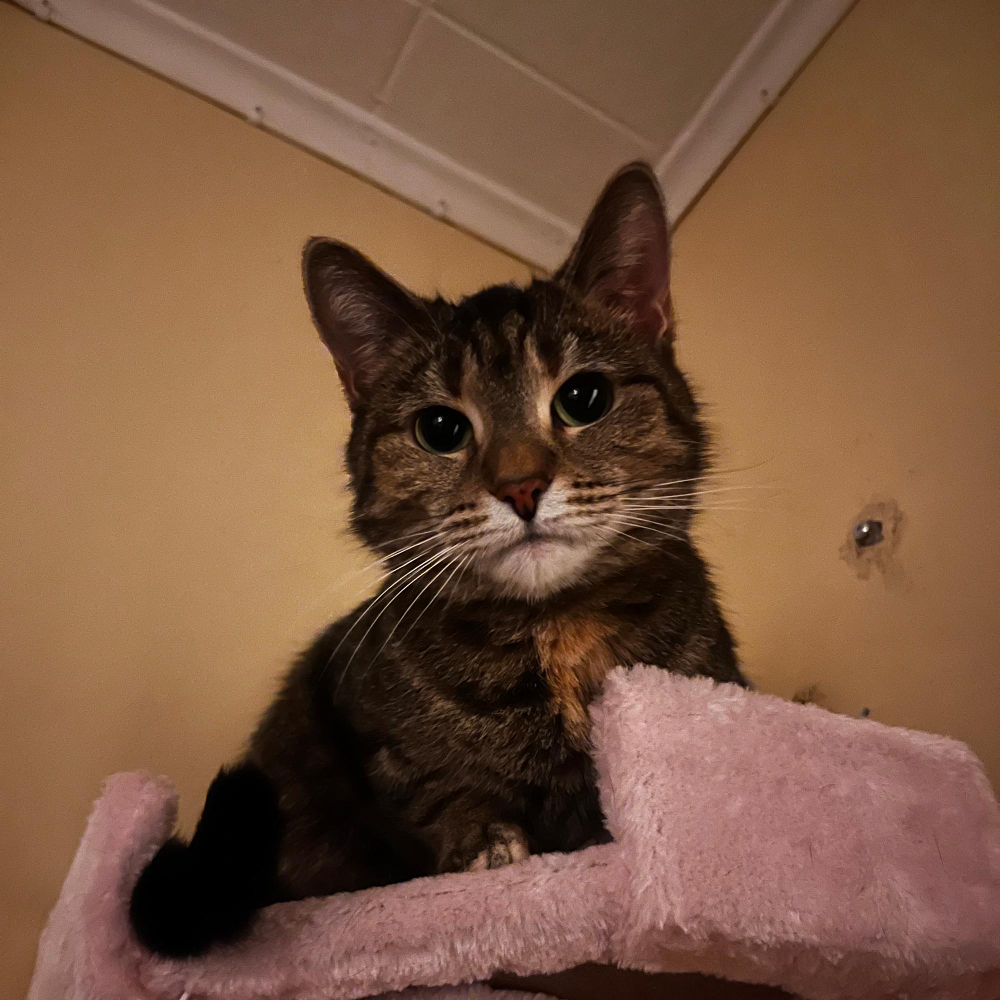 ”En ole koskaan tavannut kissaa, joka olisi niin ihmisrakas” – Kolliksi luultu Viski-tyttö on kuin Monican oma sylivauva