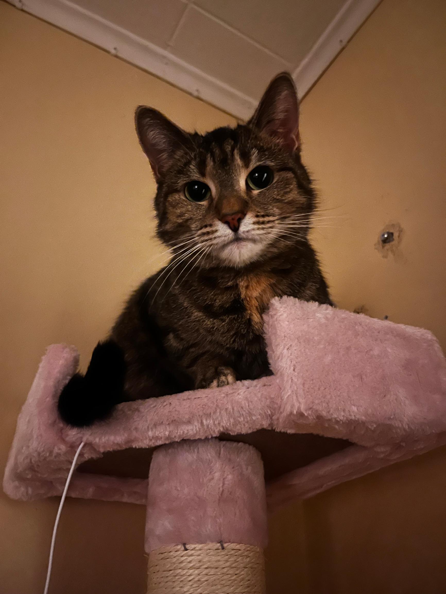 ”En ole koskaan tavannut kissaa, joka olisi niin ihmisrakas” – Kolliksi luultu Viski-tyttö on kuin Monican oma sylivauva