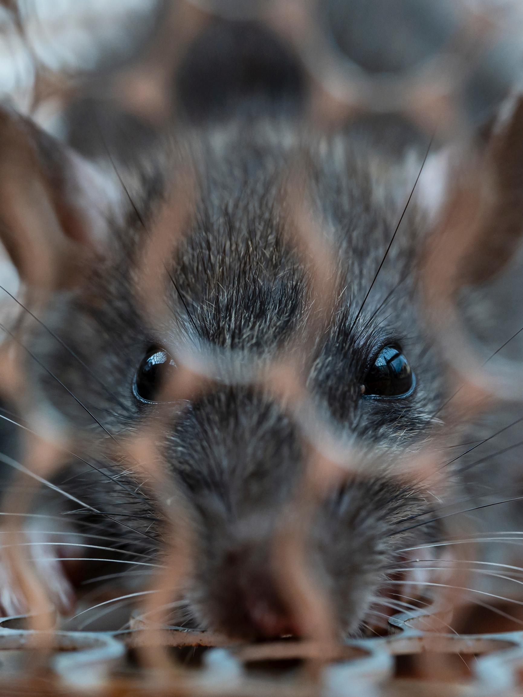 Ruoka ja suoja motivoi rottia – näin estät tuhot