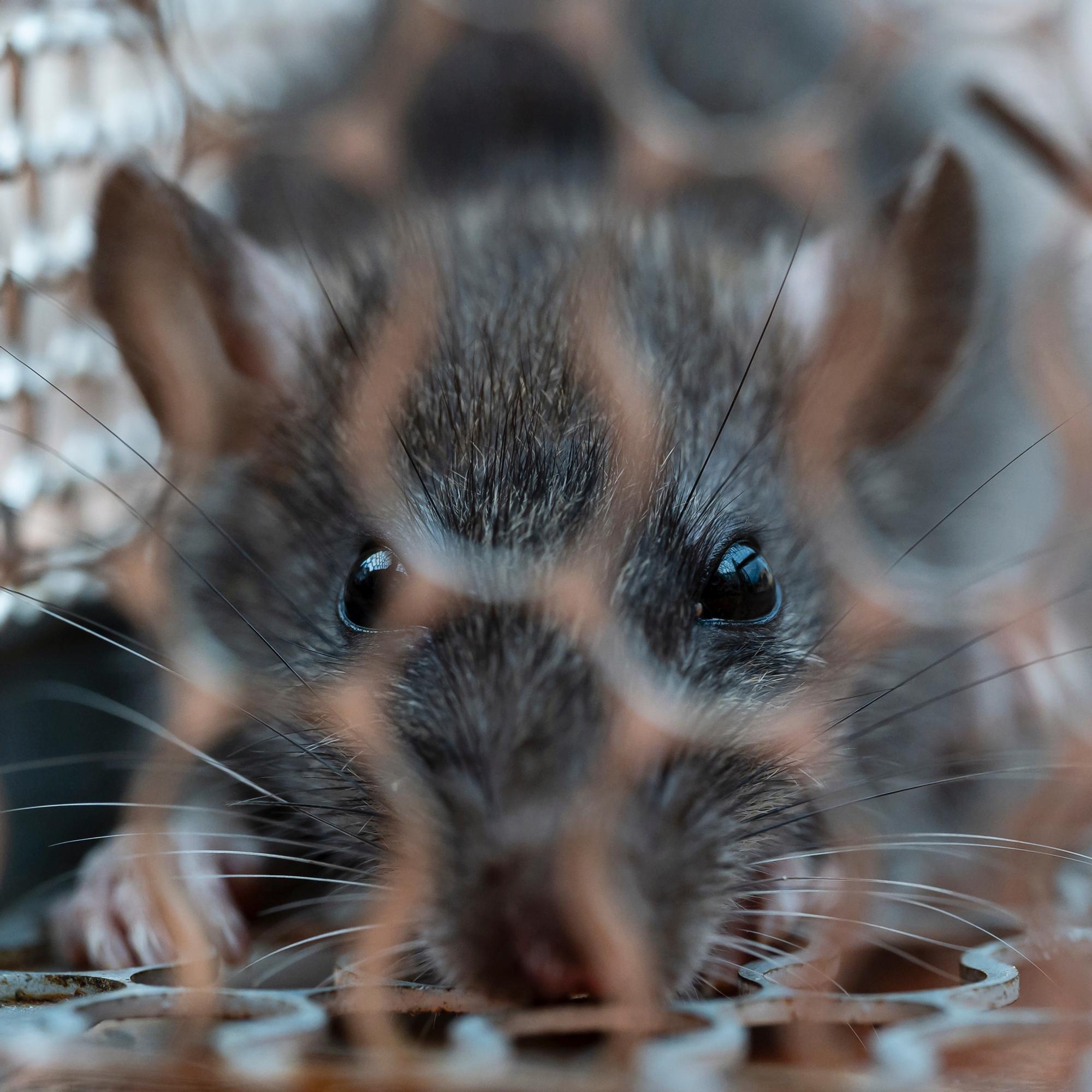 Ruoka ja suoja motivoi rottia – näin estät tuhot