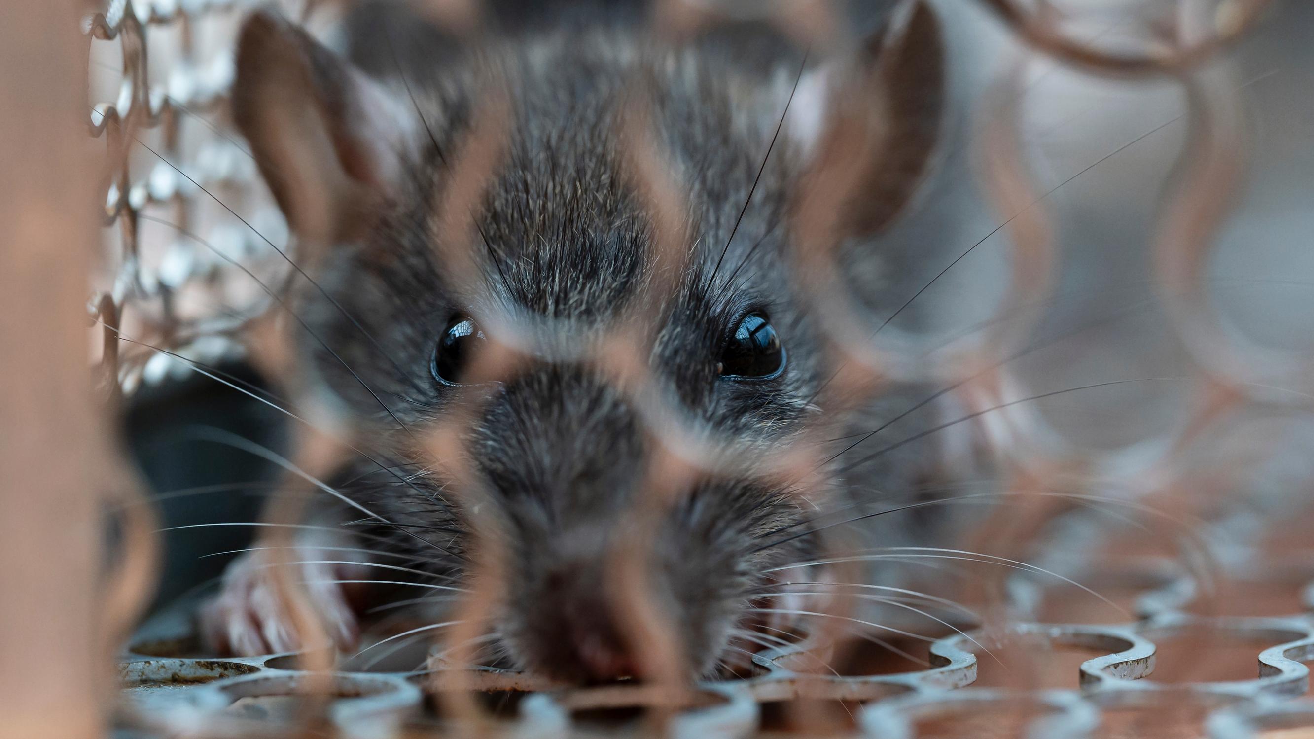 Ruoka ja suoja motivoi rottia – näin estät tuhot