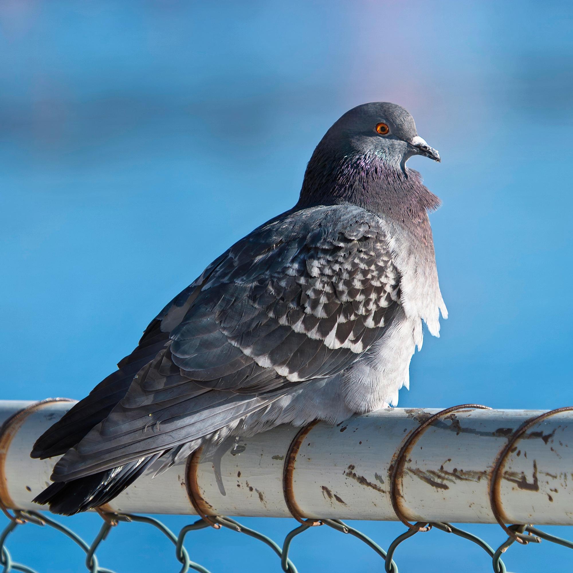 Jos luulet, että pulu on tyhmä, olet väärässä – Vaatimaton harmaa lintu on sosiaalinen älykkö