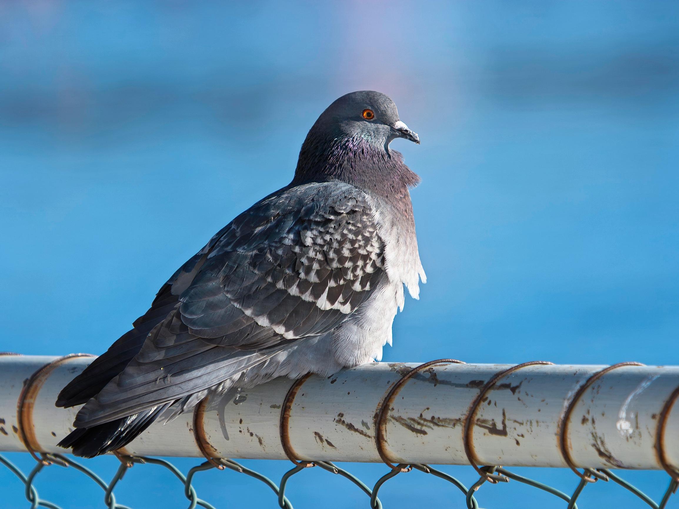 Jos luulet, että pulu on tyhmä, olet väärässä – Vaatimaton harmaa lintu on sosiaalinen älykkö