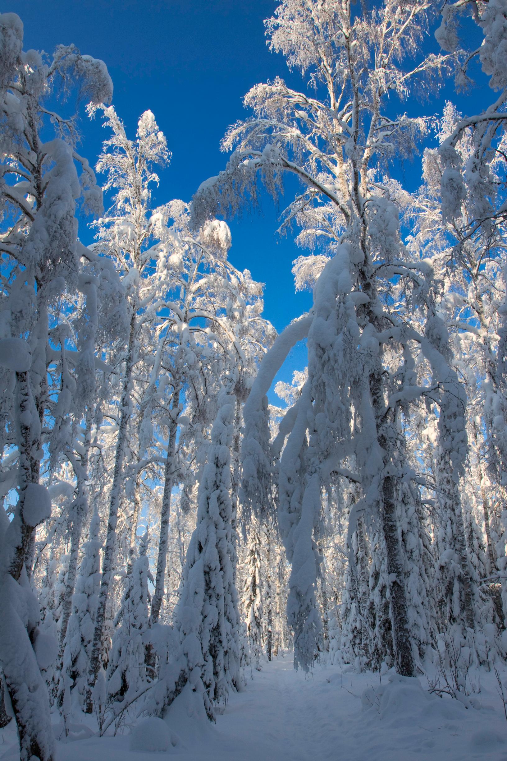 Puut valmistautuvat talveen hajottamalla tärkkelystä pienemmiksi sokeriyhdisteiksi, kuten glukoosiksi ja sorbitoliksi, jotka toimivat kuin pakkasneste.