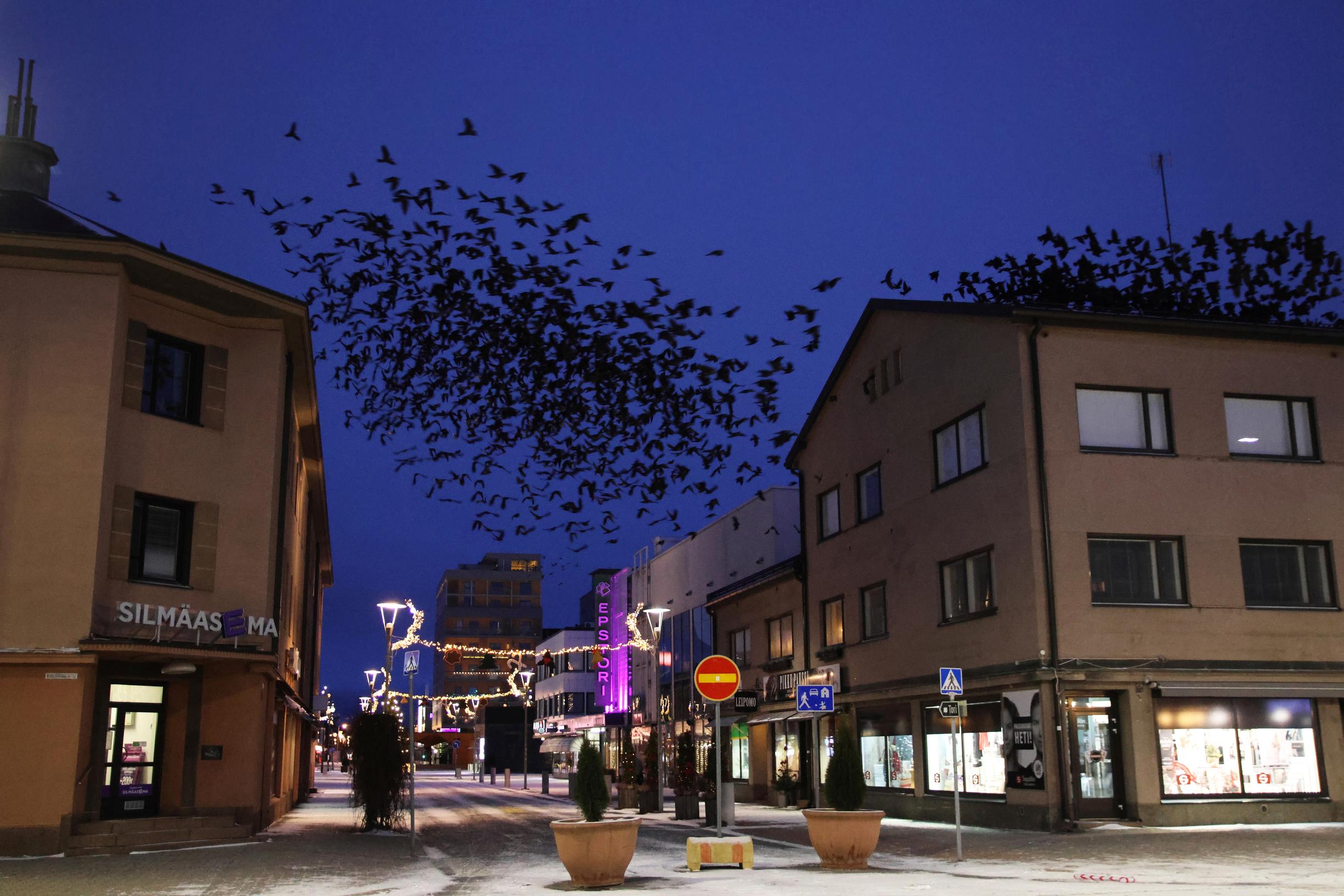 Meteli on melkoinen, kun tuhannet naakat parveilevat Seinäjoen kattojen yllä aamun hämärässä.