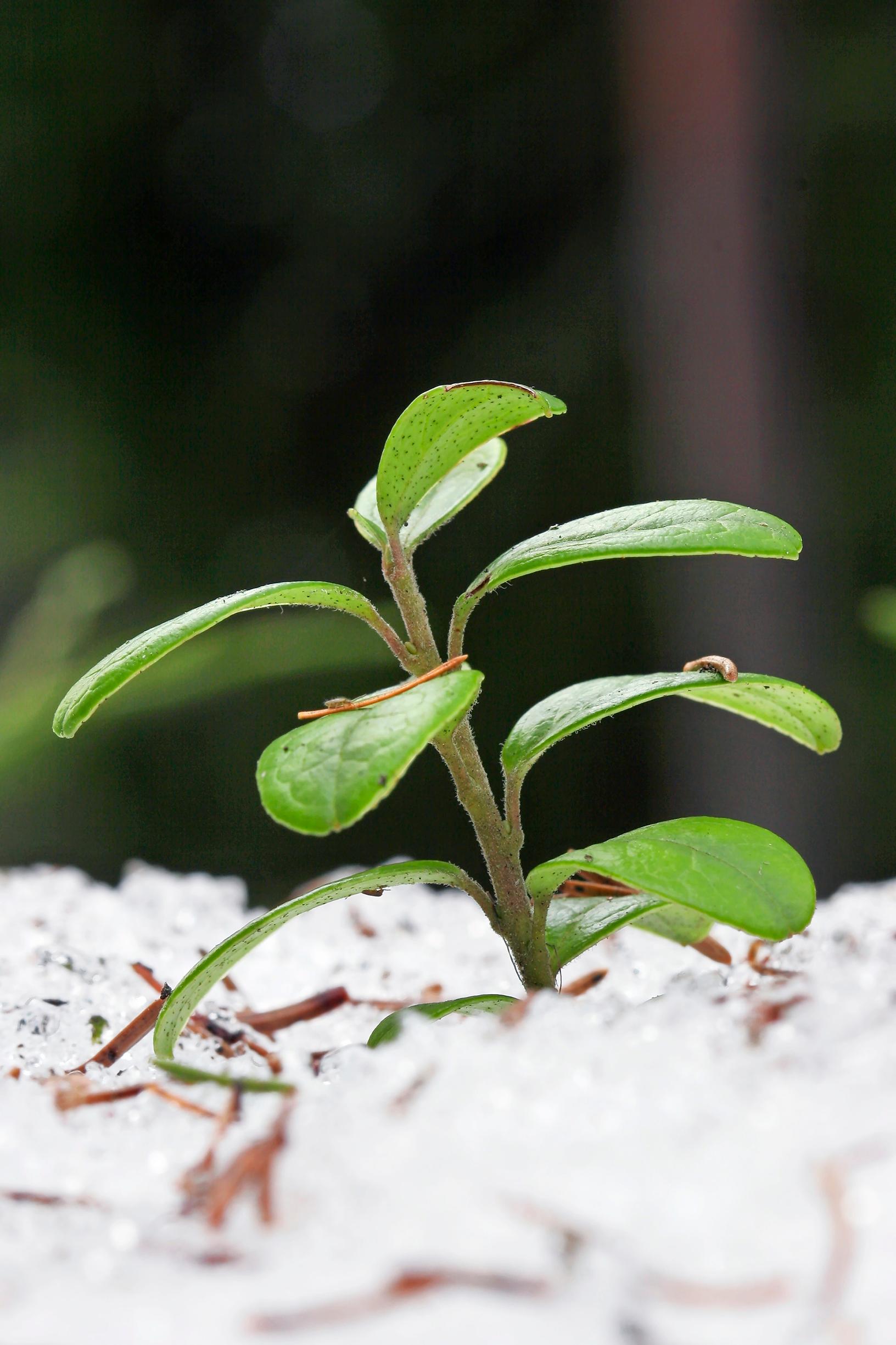 [Image] Puolukan vahapintaiset lehdet pysyvät 2–3 vuotta ennen varisemistaan. Vihreät lehdet pystyvät yhteyttämään talvellakin, vaikka lumi peittäisi ne.