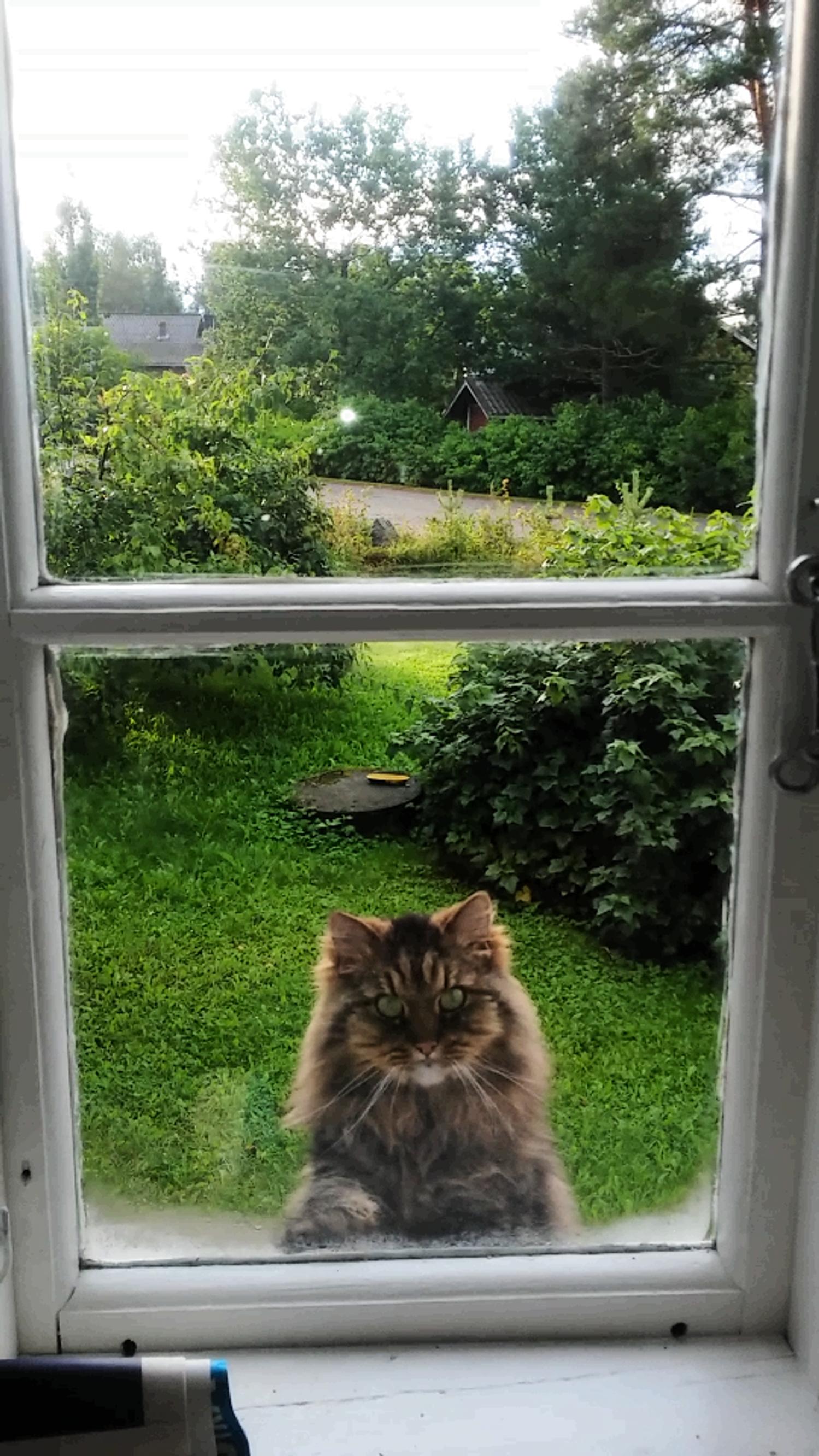 Koiran imettämä Vilma-kissa selvisi mahdottomasta operaatiosta – omistaja joutui leikkausapulaiseksi