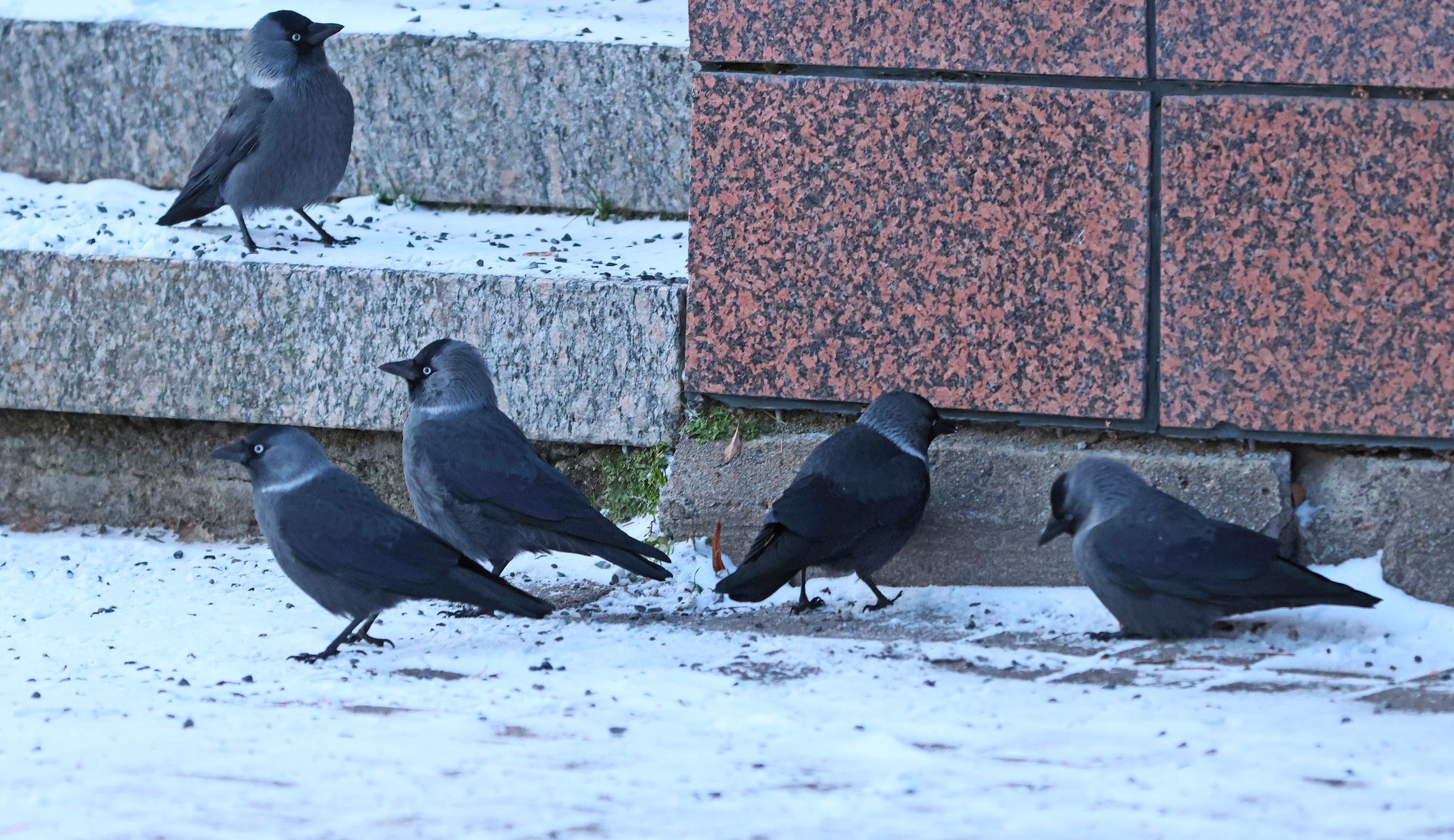 [Image] Naakka on älykäs ja sosiaalinen varis­lintu, ja se on sopeutunut hyvin elämään ihmisten lähettyvillä.