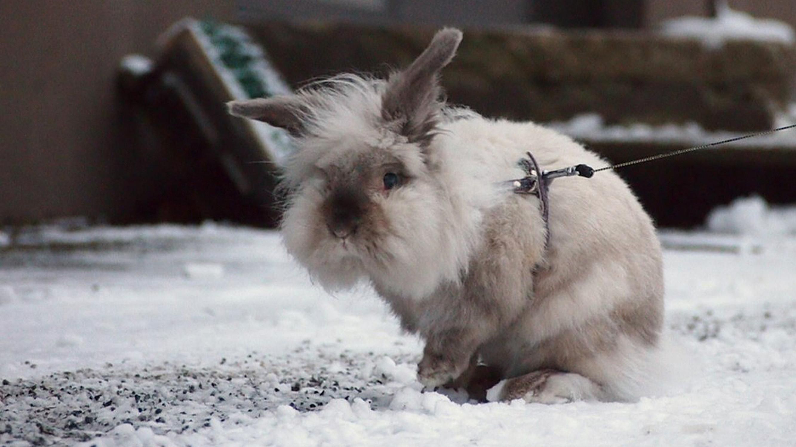 ”Kun se herralle itselleen sopi…” – Pieni Elvis-kani tunsi oman arvonsa ja viestitti harmitustaan paukuttamalla takajalkojaan