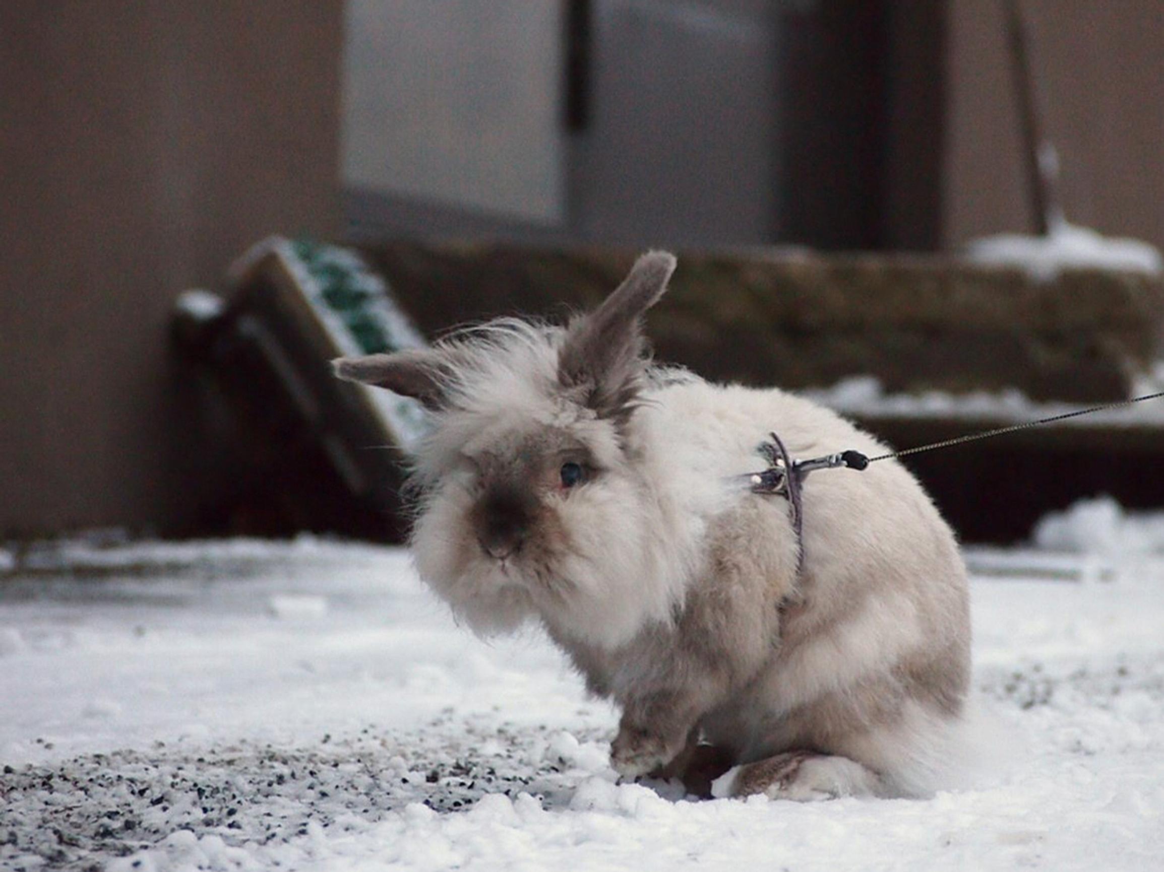 ”Kun se herralle itselleen sopi…” – Pieni Elvis-kani tunsi oman arvonsa ja viestitti harmitustaan paukuttamalla takajalkojaan