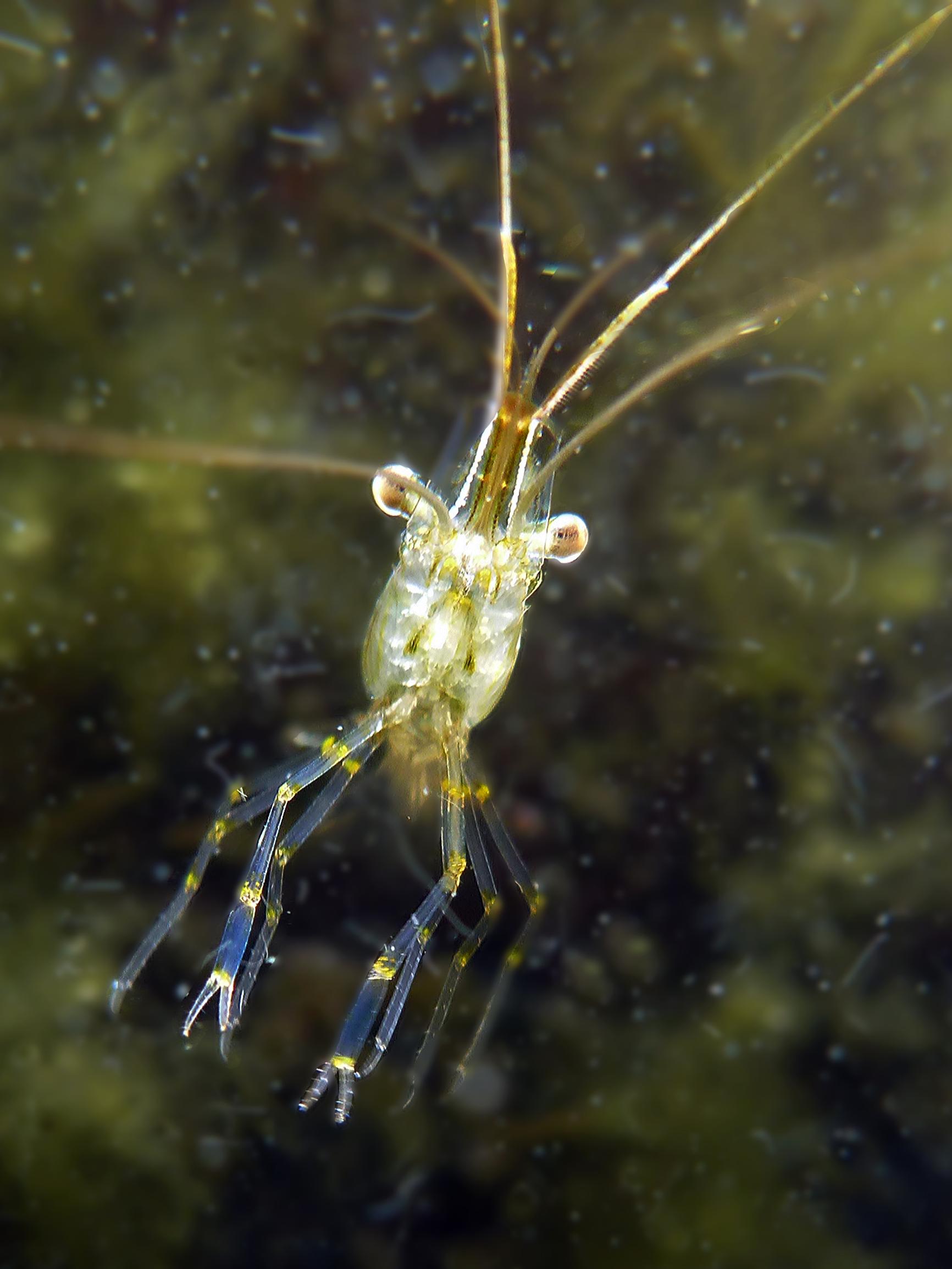 Tiesitkö, että myös Suomen vesissä ui katkarapuja? Monet saksiniekat ovat runsastuvia vieraslajeja