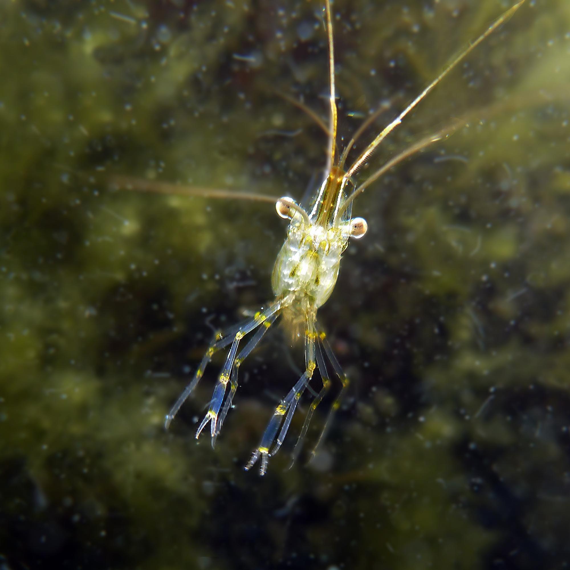 Tiesitkö, että myös Suomen vesissä ui katkarapuja? Monet saksiniekat ovat runsastuvia vieraslajeja