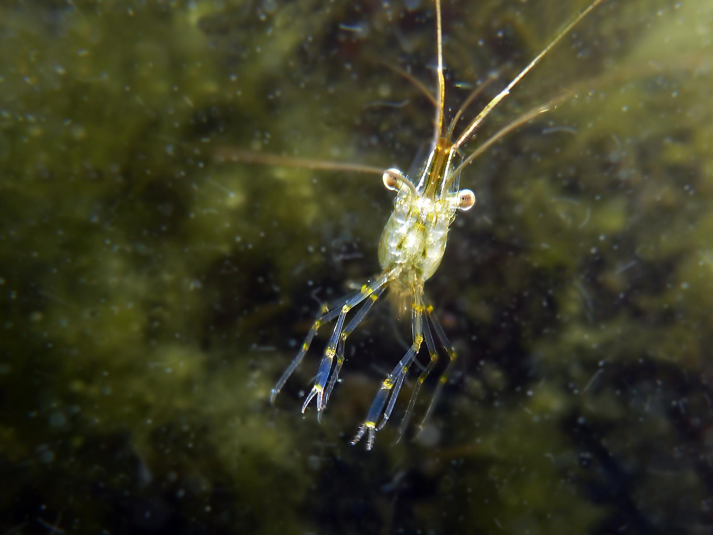 Tiesitkö, että myös Suomen vesissä ui katkarapuja? Monet saksiniekat ovat runsastuvia vieraslajeja