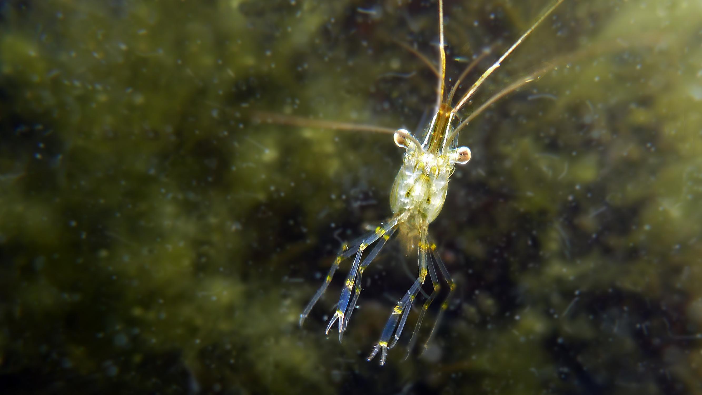 Tiesitkö, että myös Suomen vesissä ui katkarapuja? Monet saksiniekat ovat runsastuvia vieraslajeja