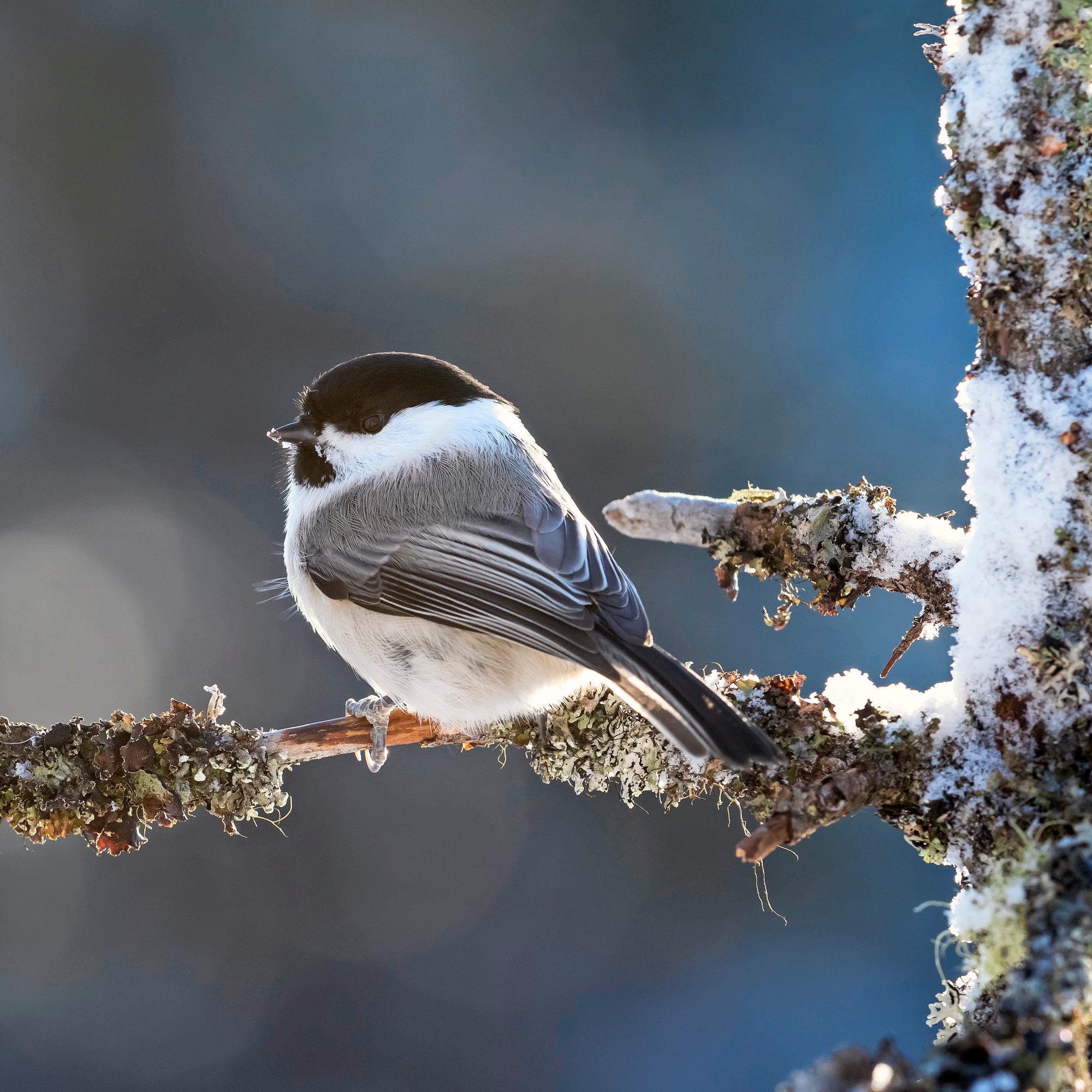 Talvesta selviäminen vaatii höyhenpeitettä, rasvaa tai pakkasnestettä – Hylkeen ihon lämpötila putoaa lähelle nollaa