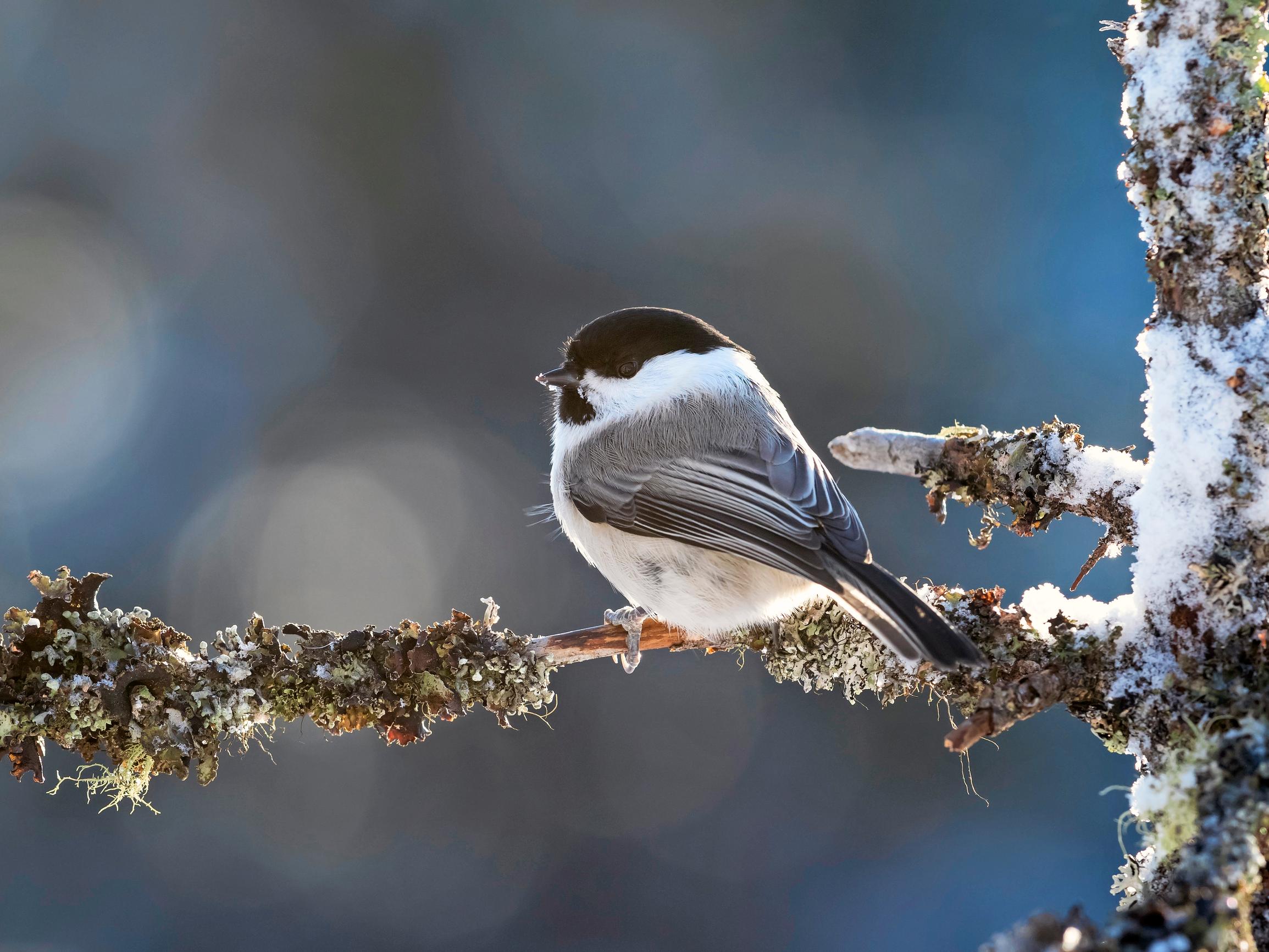 Talvesta selviäminen vaatii höyhenpeitettä, rasvaa tai pakkasnestettä – Hylkeen ihon lämpötila putoaa lähelle nollaa