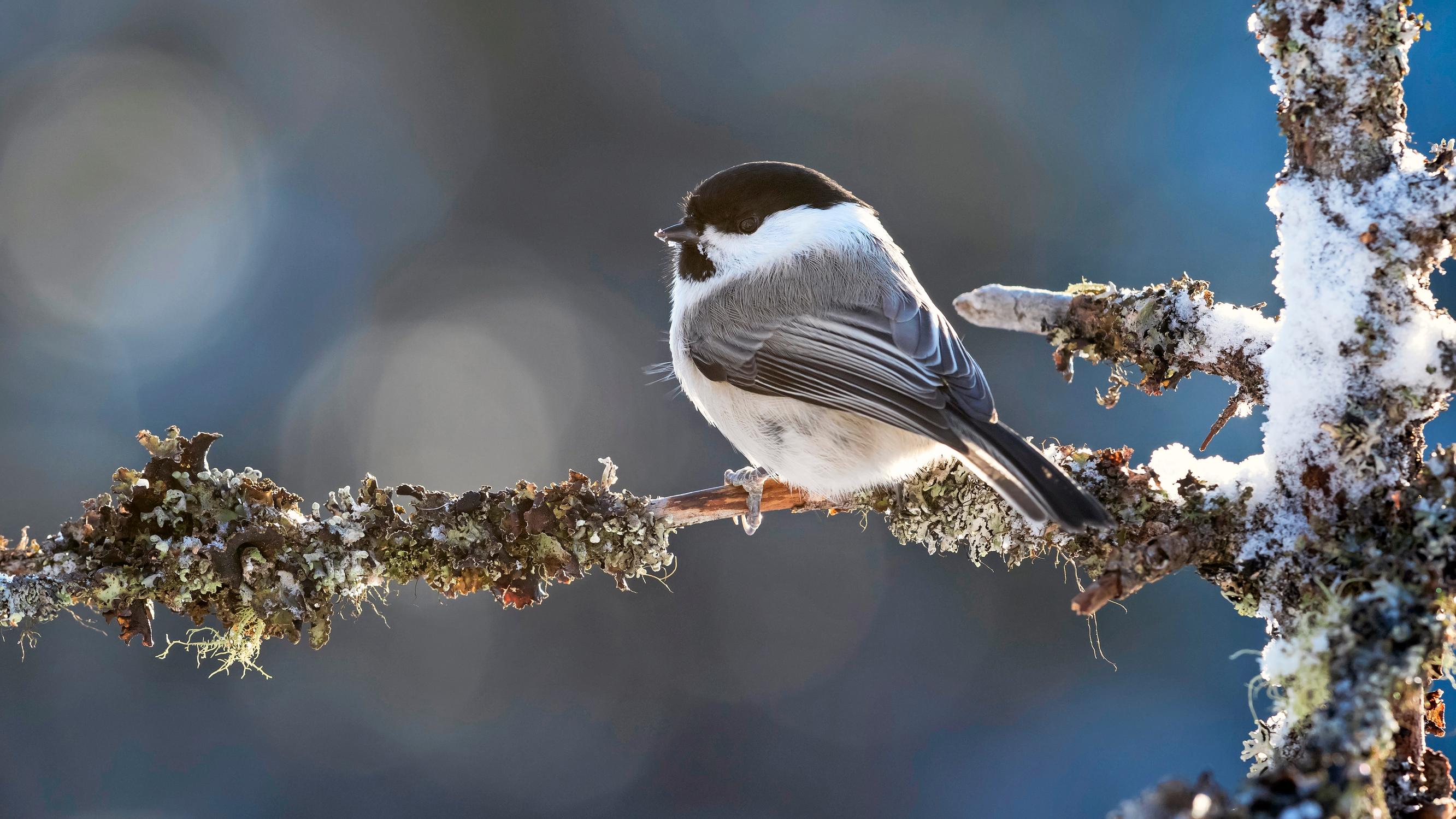 Talvesta selviäminen vaatii höyhenpeitettä, rasvaa tai pakkasnestettä – Hylkeen ihon lämpötila putoaa lähelle nollaa