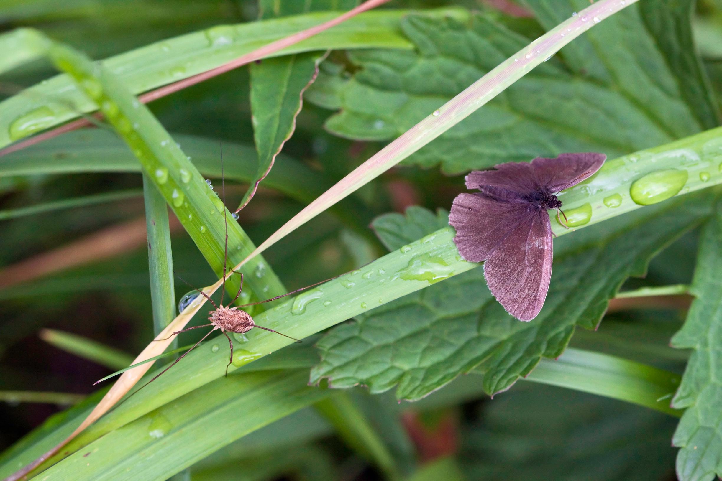 [Image] Lukeilla ei ole myrkkyrauhasia, joilla ne voisivat lamauttaa saaliinsa. Tesmaperhonen on lukille liian iso suupala.