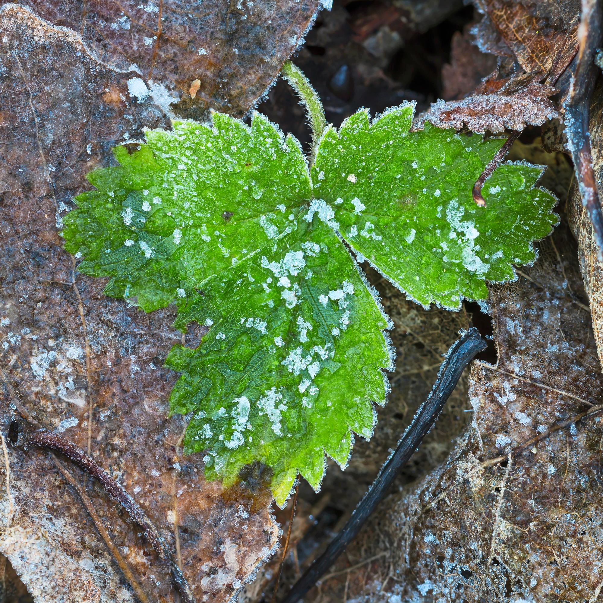 Sitkeät ikivihreät: Nämä kasvit pystyvät yhteyttämään jopa lumen alla