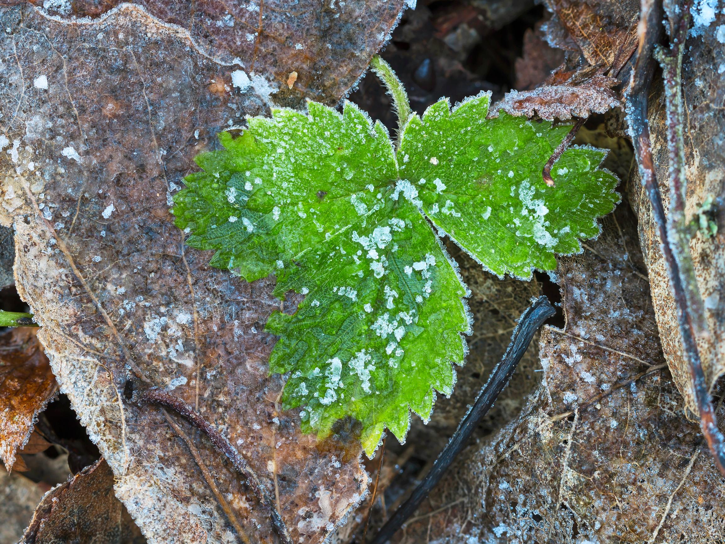 Sitkeät ikivihreät: Nämä kasvit pystyvät yhteyttämään jopa lumen alla