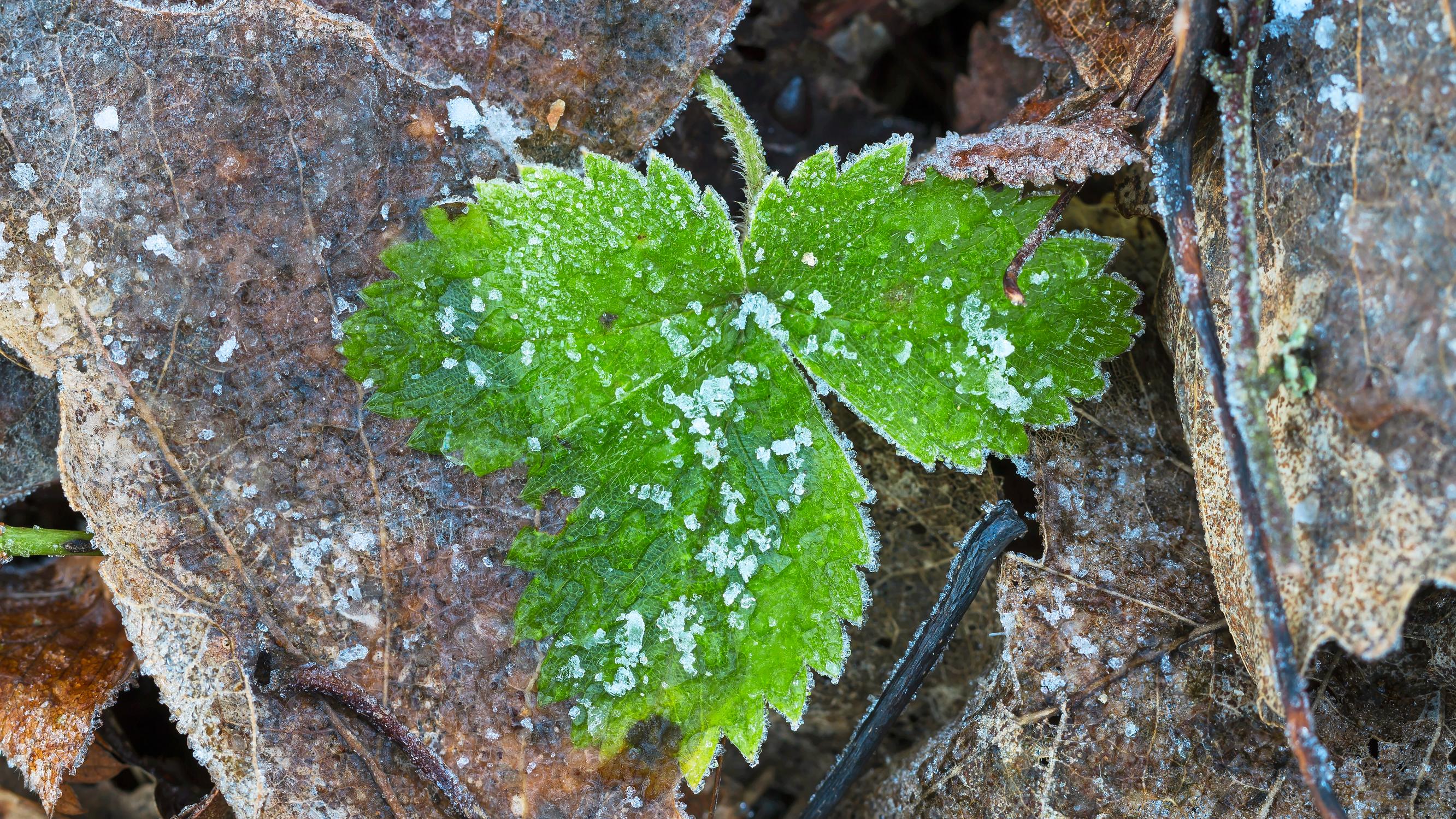 Sitkeät ikivihreät: Nämä kasvit pystyvät yhteyttämään jopa lumen alla
