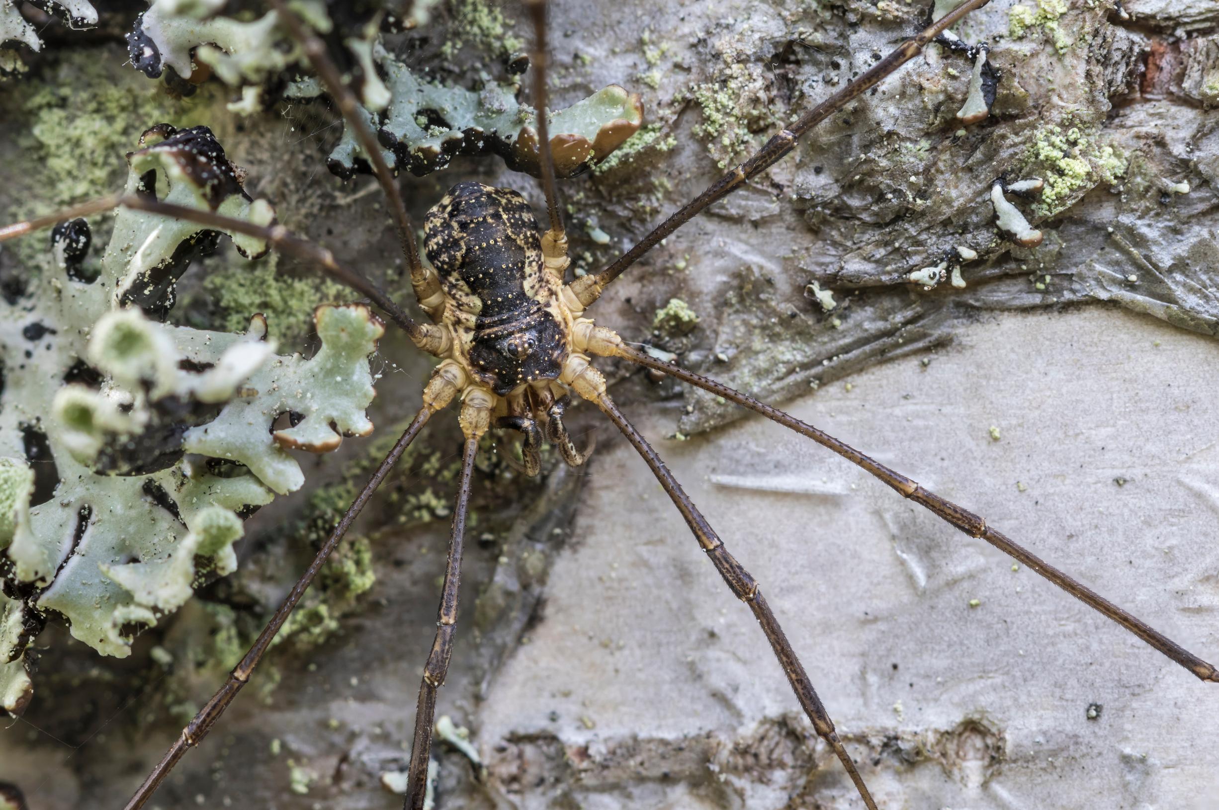 Metsälukki lähikuvassa koivun rungolla. Nimestään huolimatta metsälukin näkee usein kulkevan talojen seinillä.