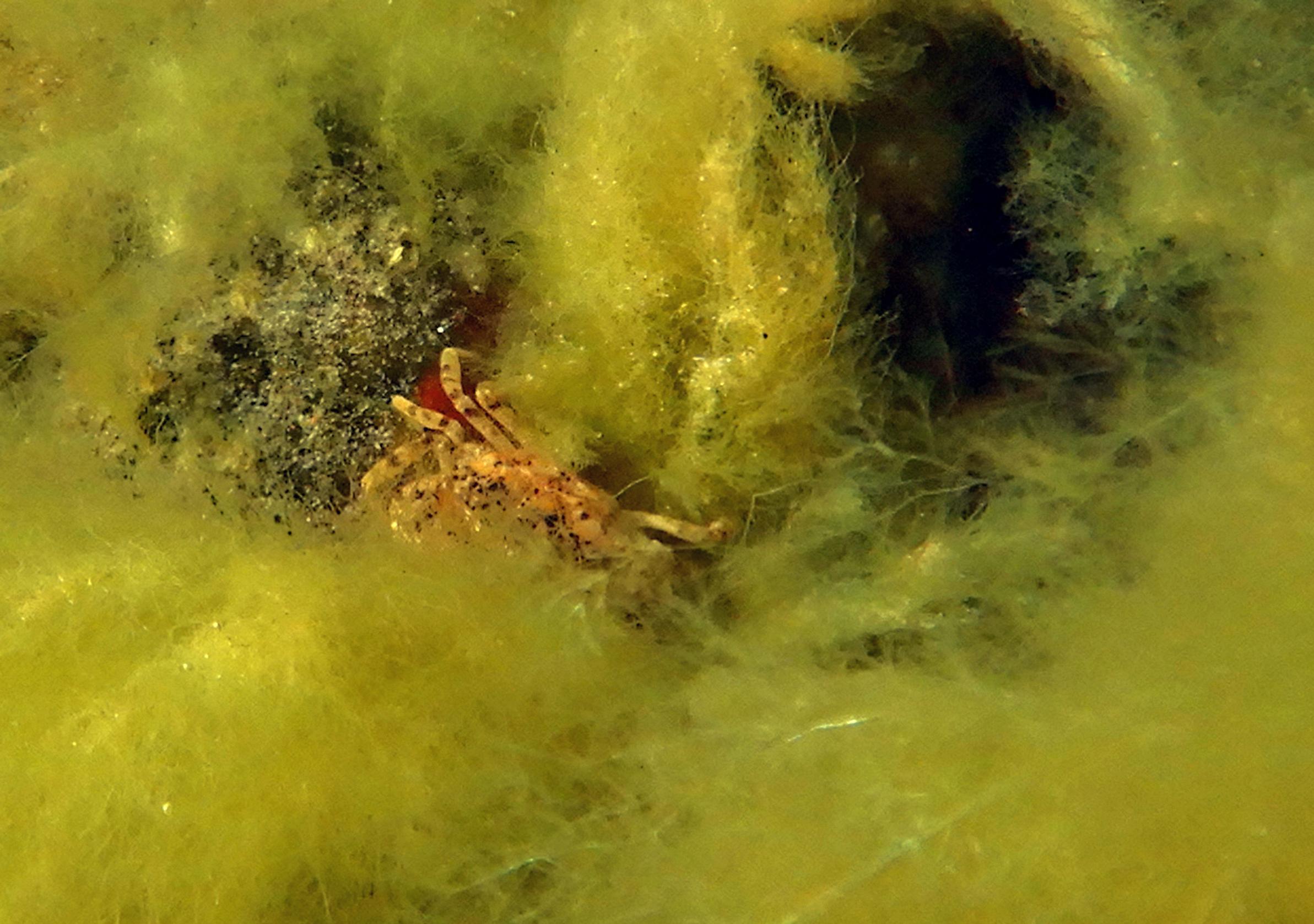 Pienikokoinen liejutaskurapu piileskelee levien seassa Hangon rantavesissä.