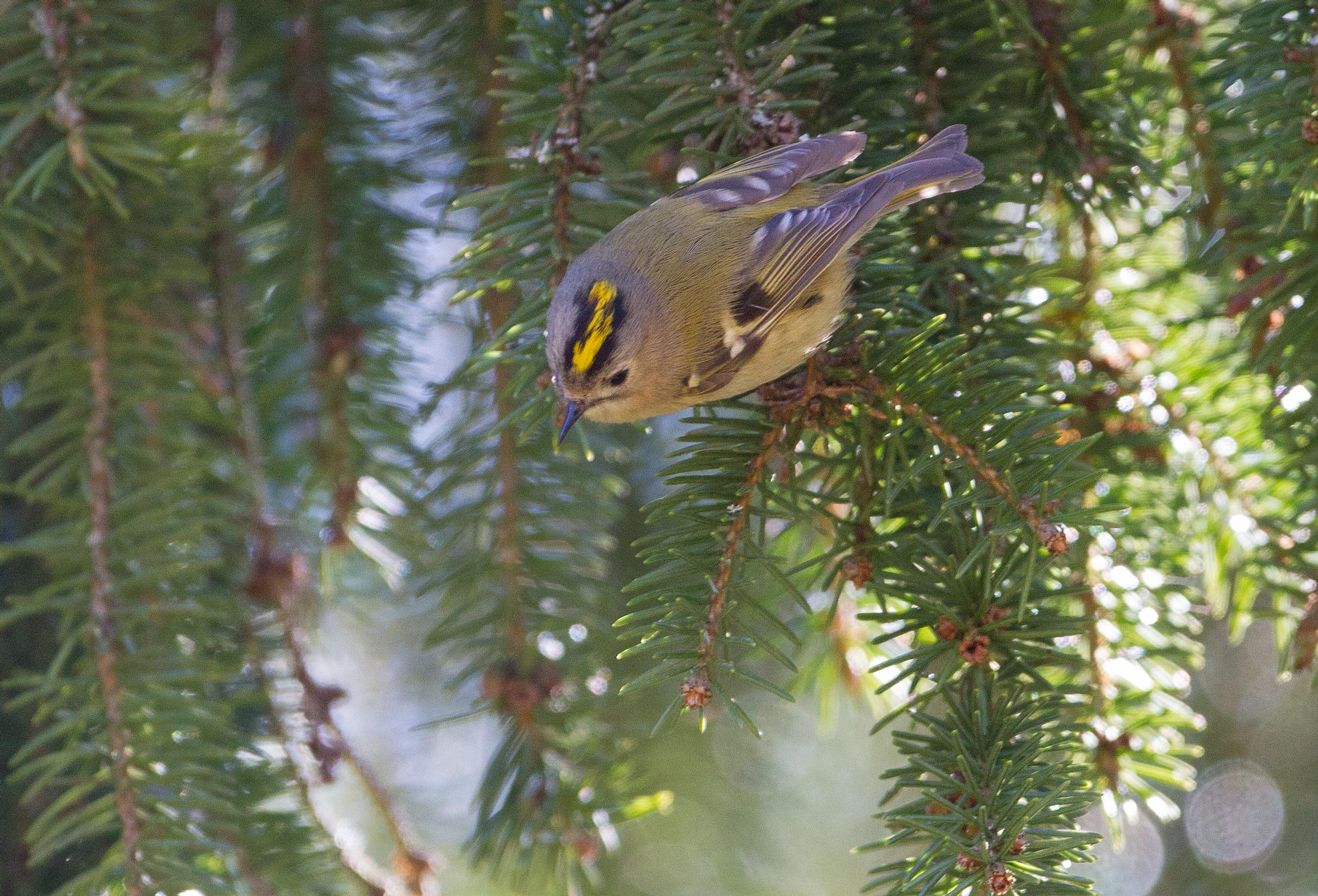 Hippiäisen läsnäolon huomaa usein korkeasta ”tiiterityy”-laulusta. Ääni on niin korkea, että kaikki eivät sitä välttämättä kuule.