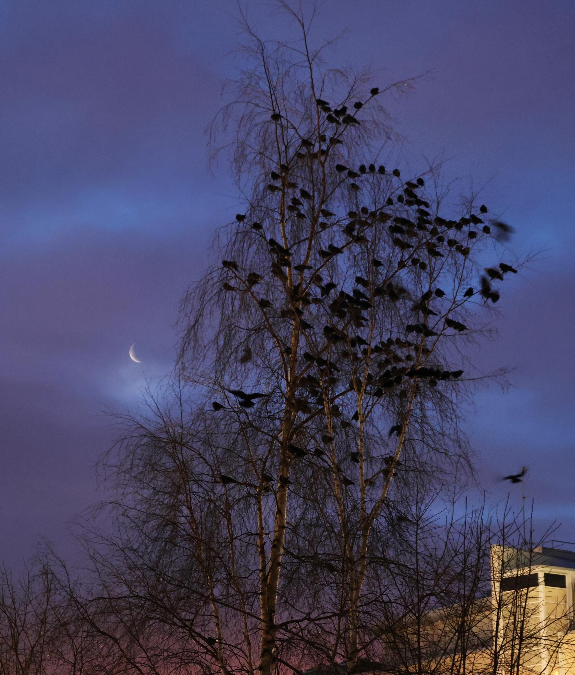 [Image] Parvi tuo linnuille turvaa.