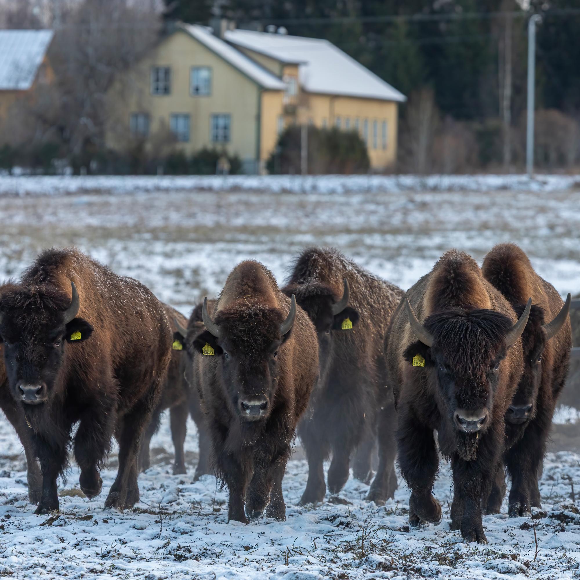Karanneista biisoneista tuli Uukuniemen pelastus – Biisoniburgerista tuli hitti ja Karjalan Biisoneiden fanikamat myydään loppuun