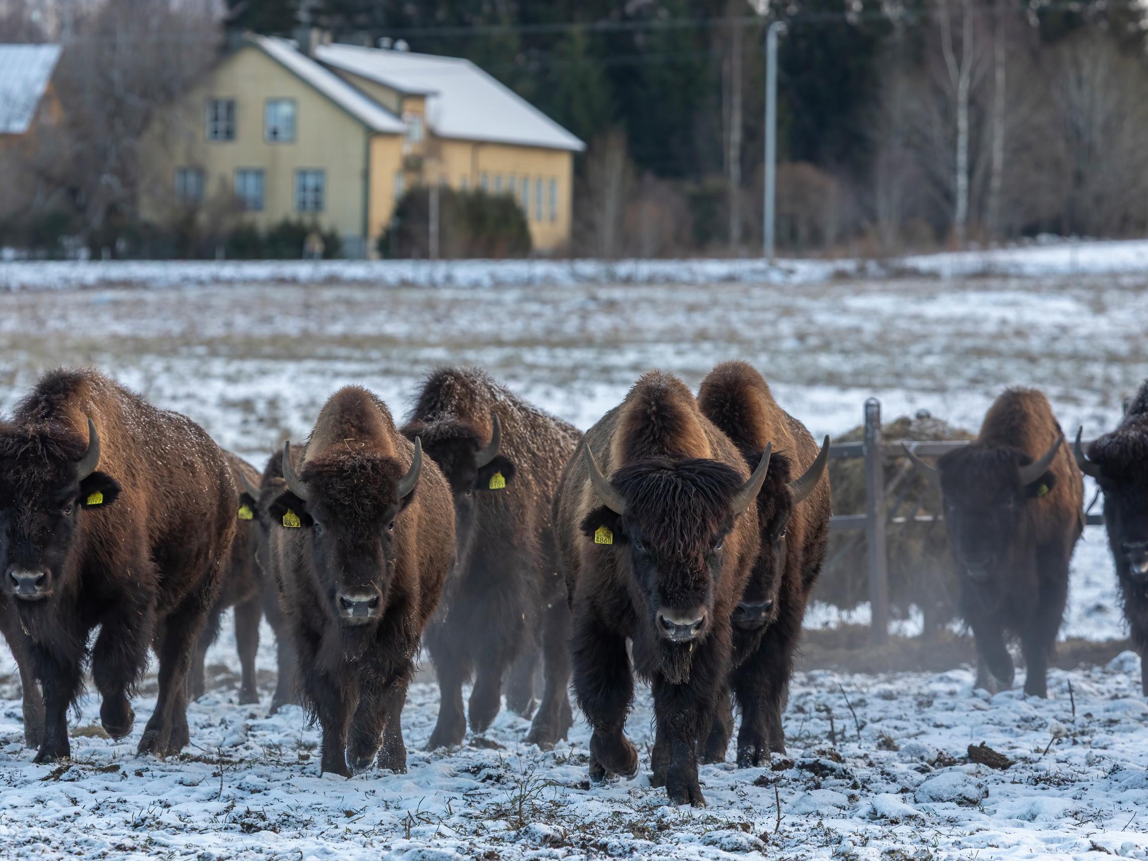 Karanneista biisoneista tuli Uukuniemen pelastus – Biisoniburgerista tuli hitti ja Karjalan Biisoneiden fanikamat myydään loppuun