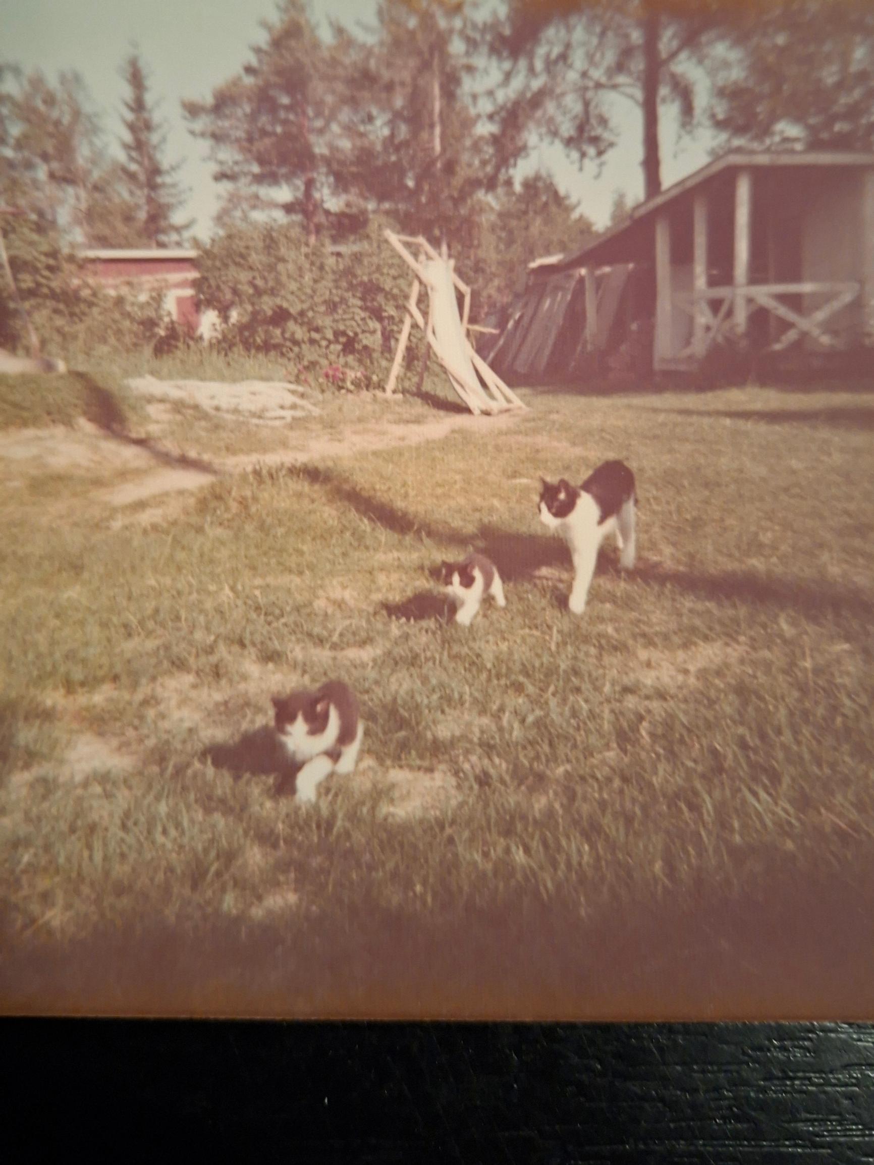 Hipsu-kissa paljasti ensimmäisenä omistajansa raskauden – Vauvasta huolehtimisesta tuli sille sydämen asia