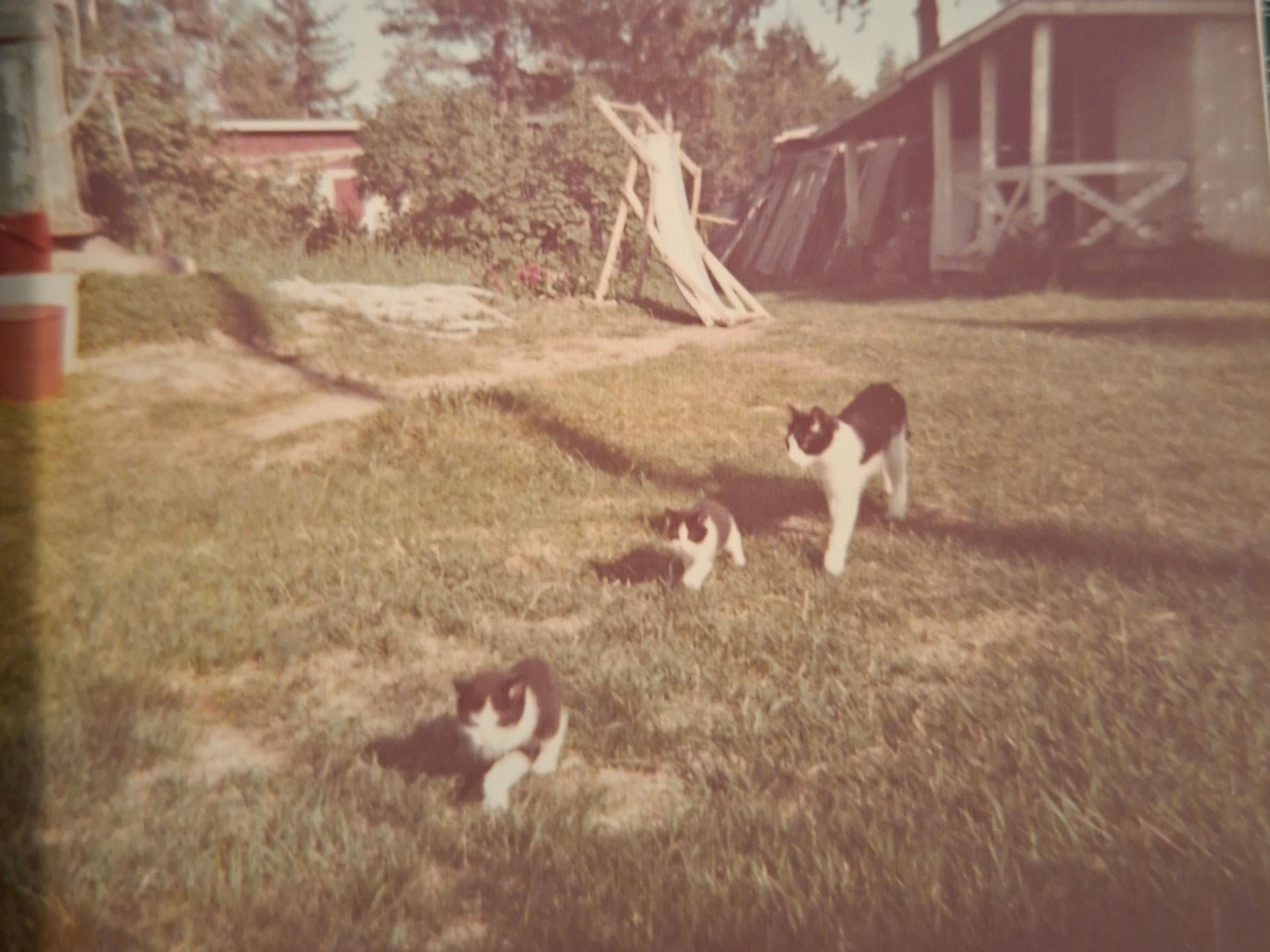 Hipsu-kissa paljasti ensimmäisenä omistajansa raskauden – Vauvasta huolehtimisesta tuli sille sydämen asia