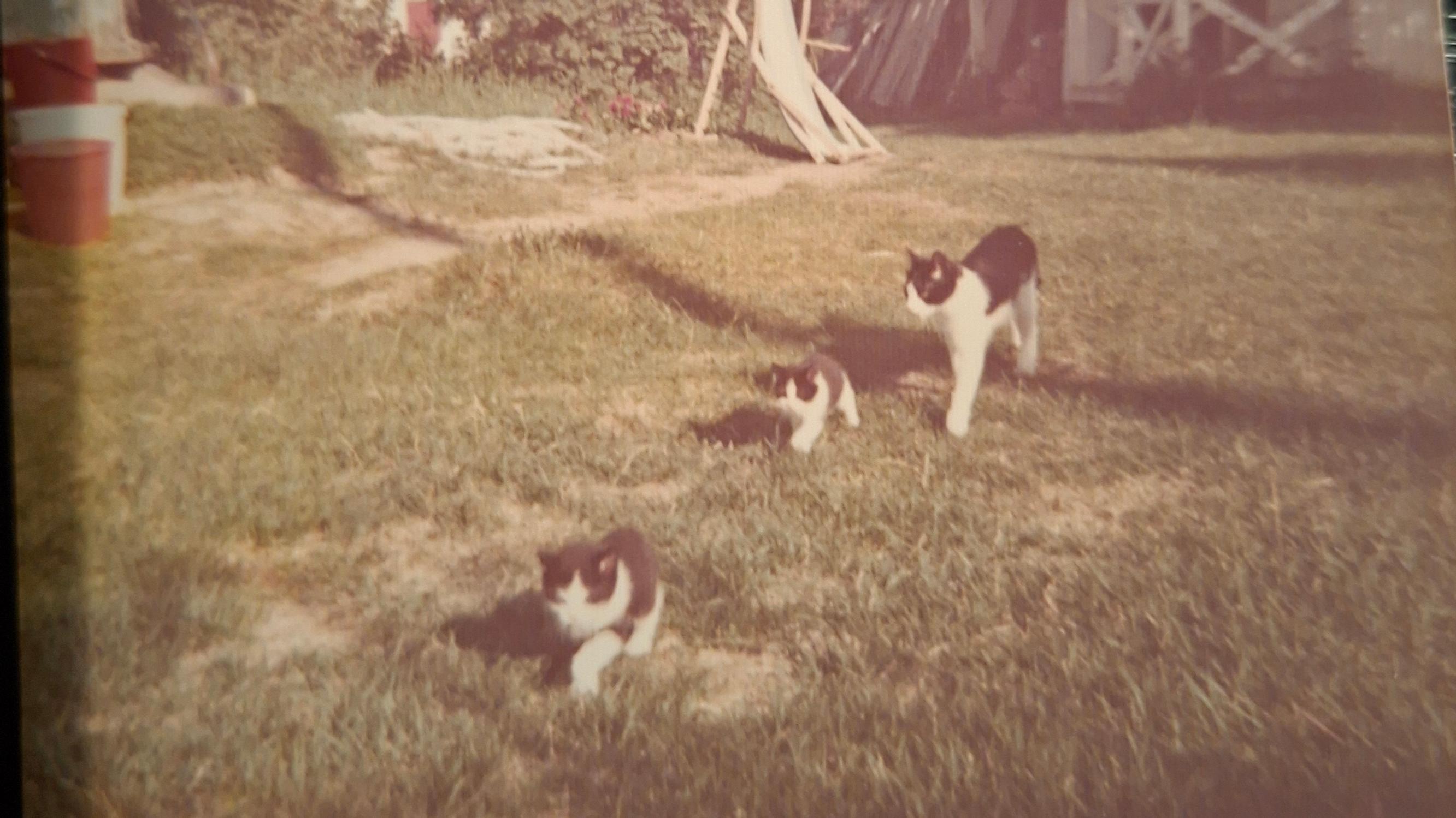 Hipsu-kissa paljasti ensimmäisenä omistajansa raskauden – Vauvasta huolehtimisesta tuli sille sydämen asia