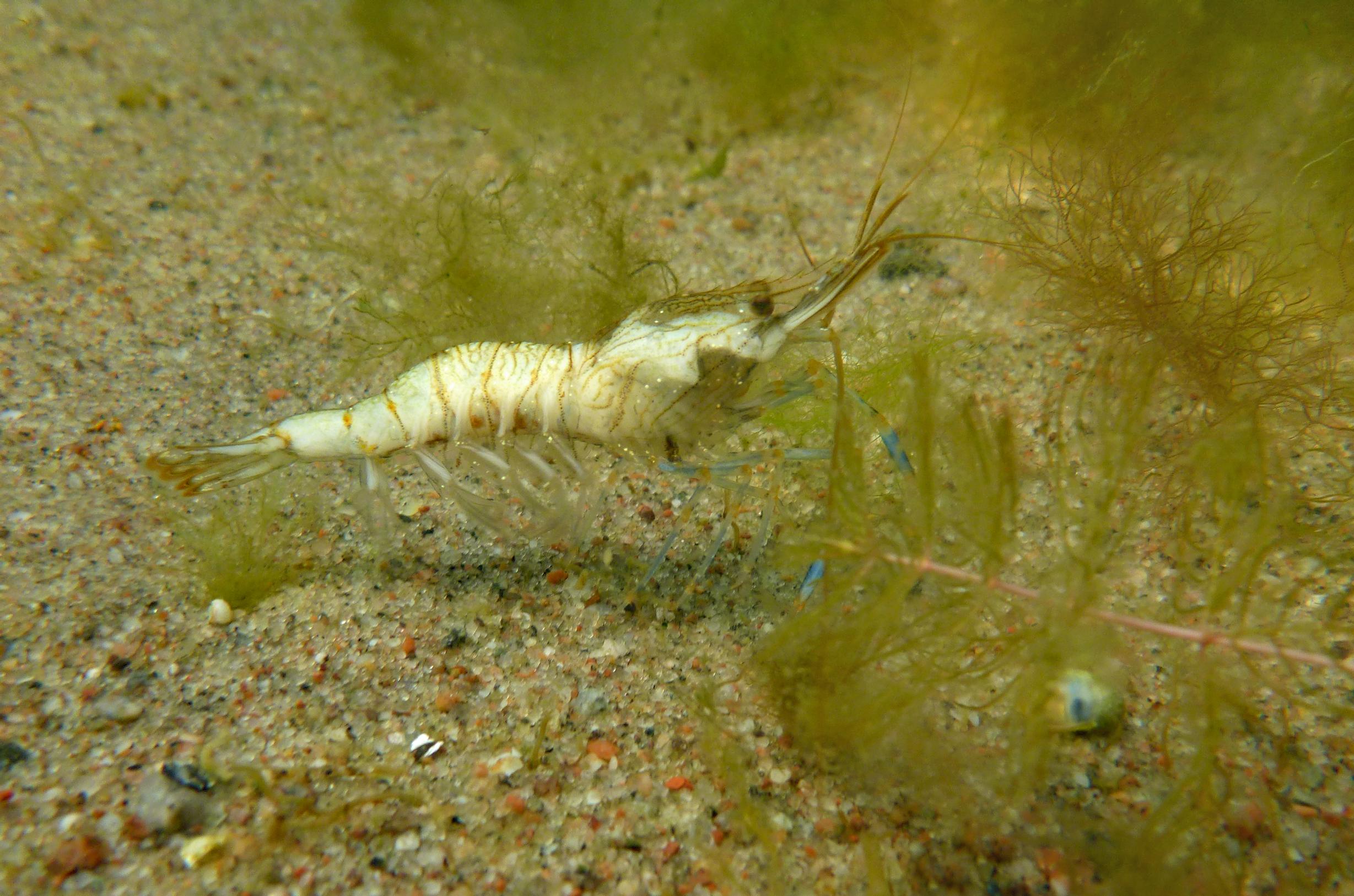 Sirokatkarapu hiekkapohjalla. Lajin tuntomerkkejä ovat läpikuultava ruumis ja etummaisten raajojen sinikeltainen väritys.