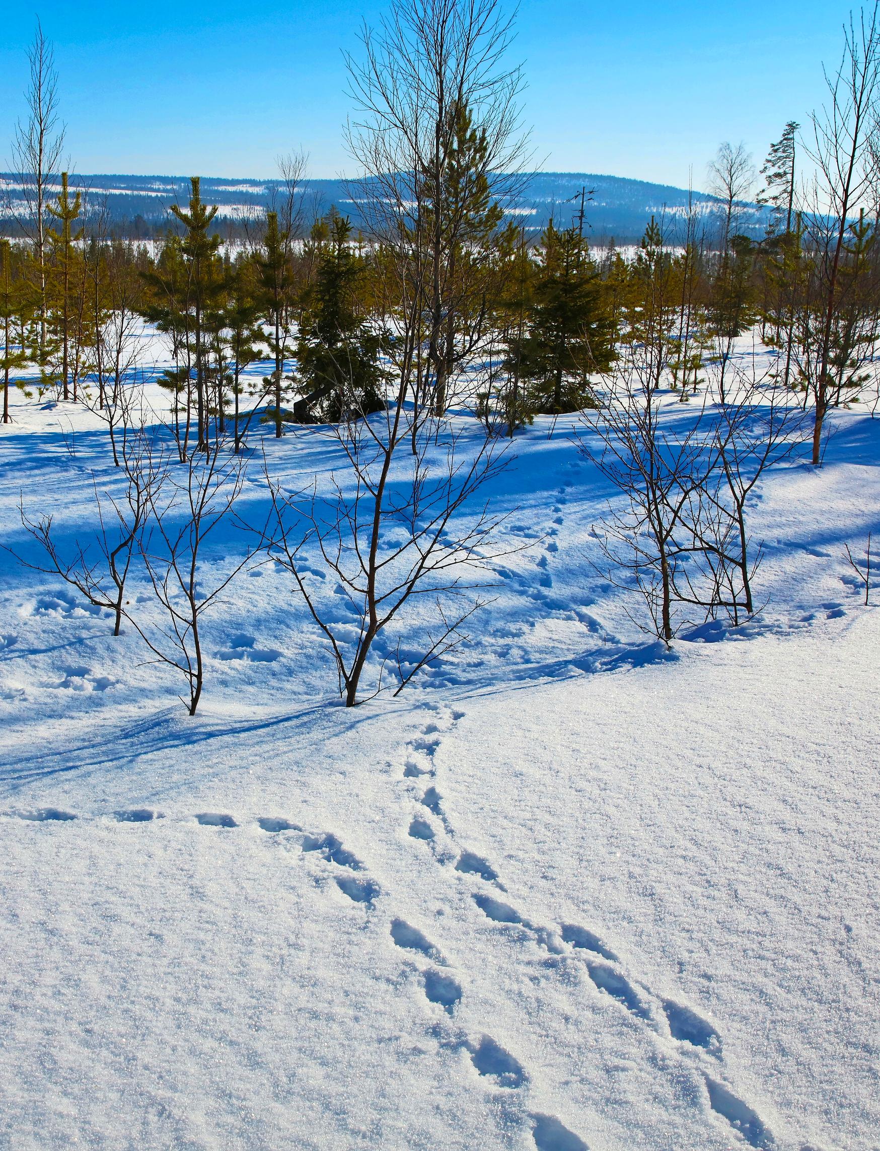 [Image] Riekot ovat napostelleet syötävää hangen päälle ulottuvista oksista.