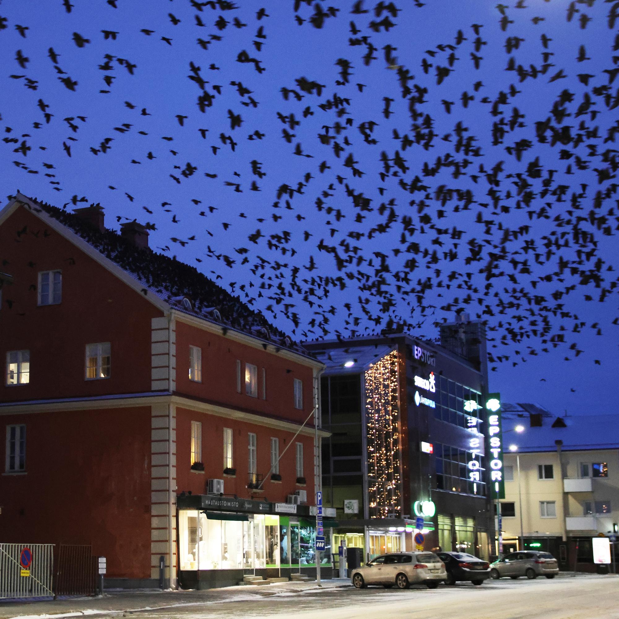 Talvella naakkaparvet pimentävät iltataivaan Seinäjoella – Naakka voi nousta parven hierarkiassa pariutumalla