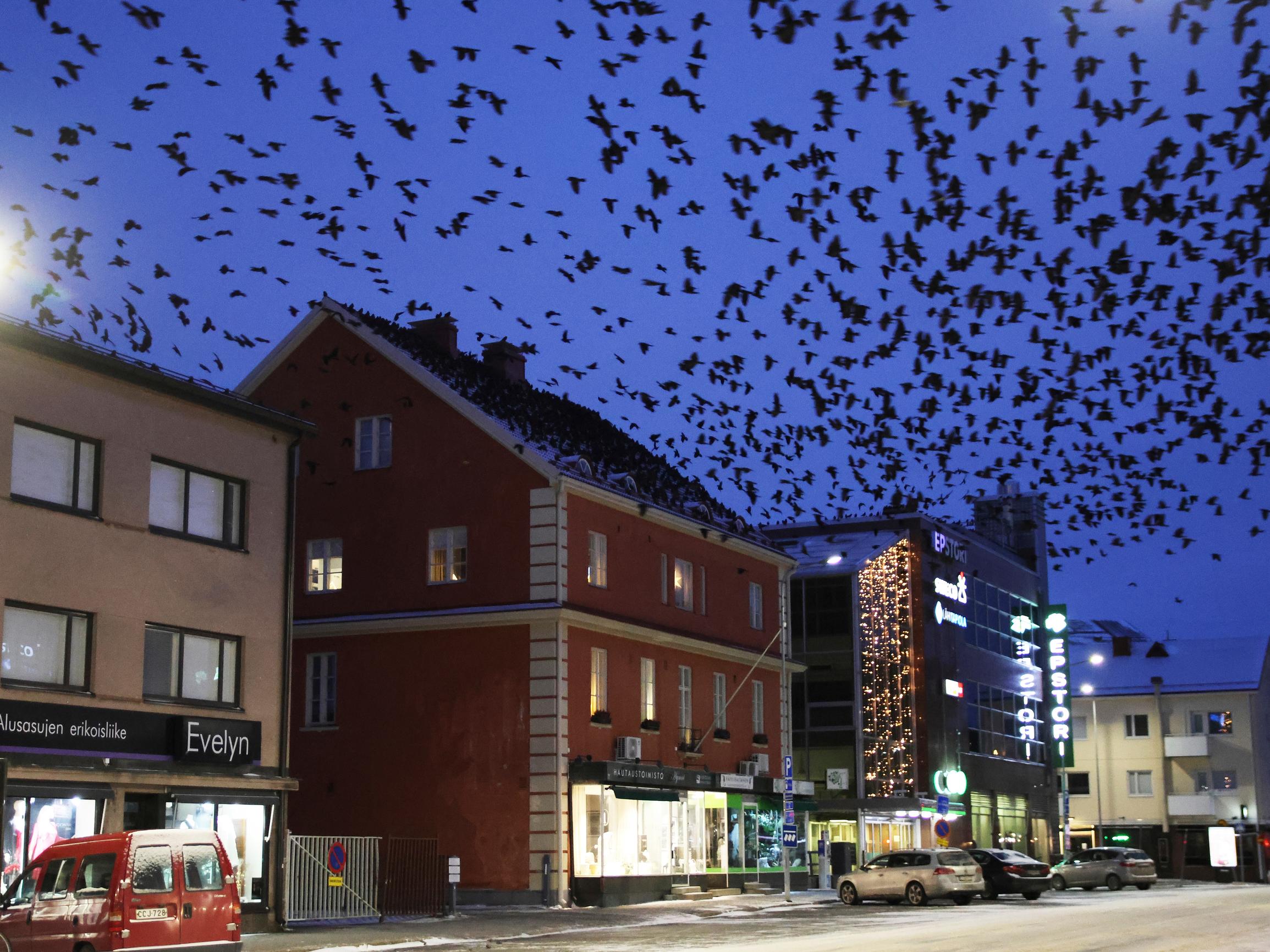 Talvella naakkaparvet pimentävät iltataivaan Seinäjoella – Naakka voi nousta parven hierarkiassa pariutumalla