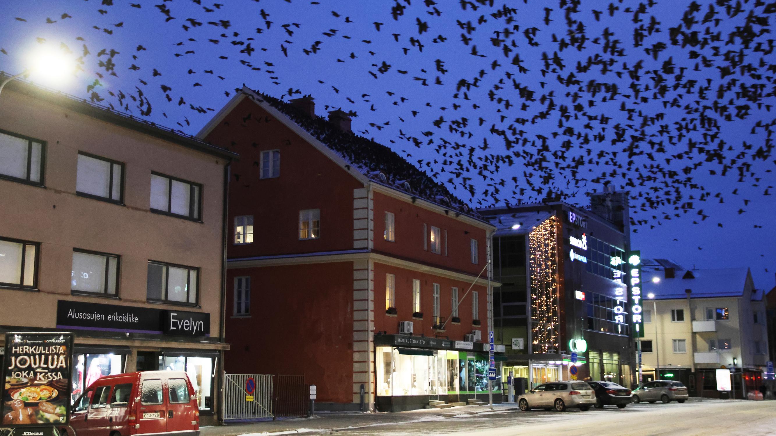 Talvella naakkaparvet pimentävät iltataivaan Seinäjoella – Naakka voi nousta parven hierarkiassa pariutumalla