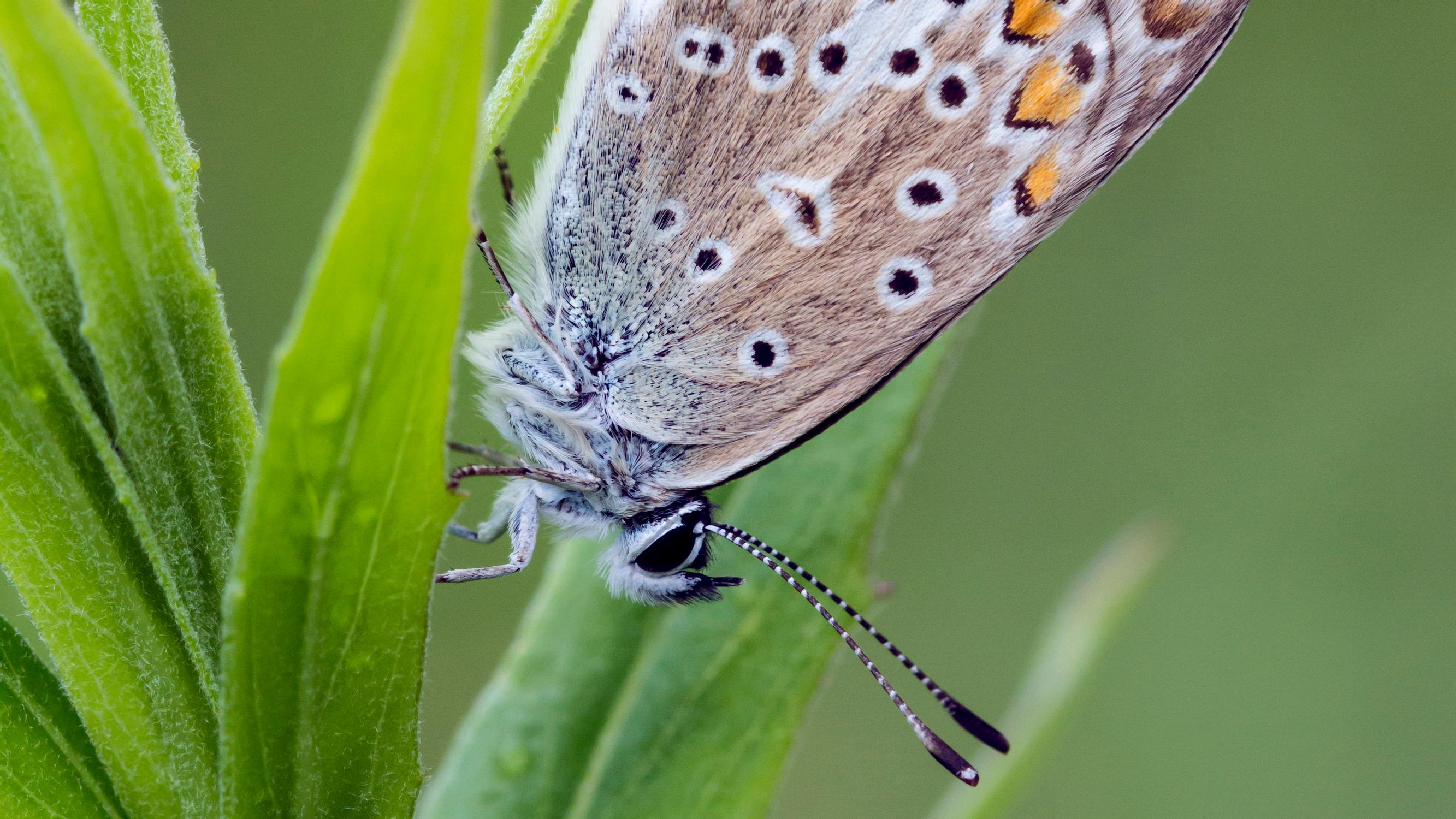 Ämmässuon vanha kaatopaikka on nyt niitty – Kesällä siellä havaittiin 16 perhoslajia