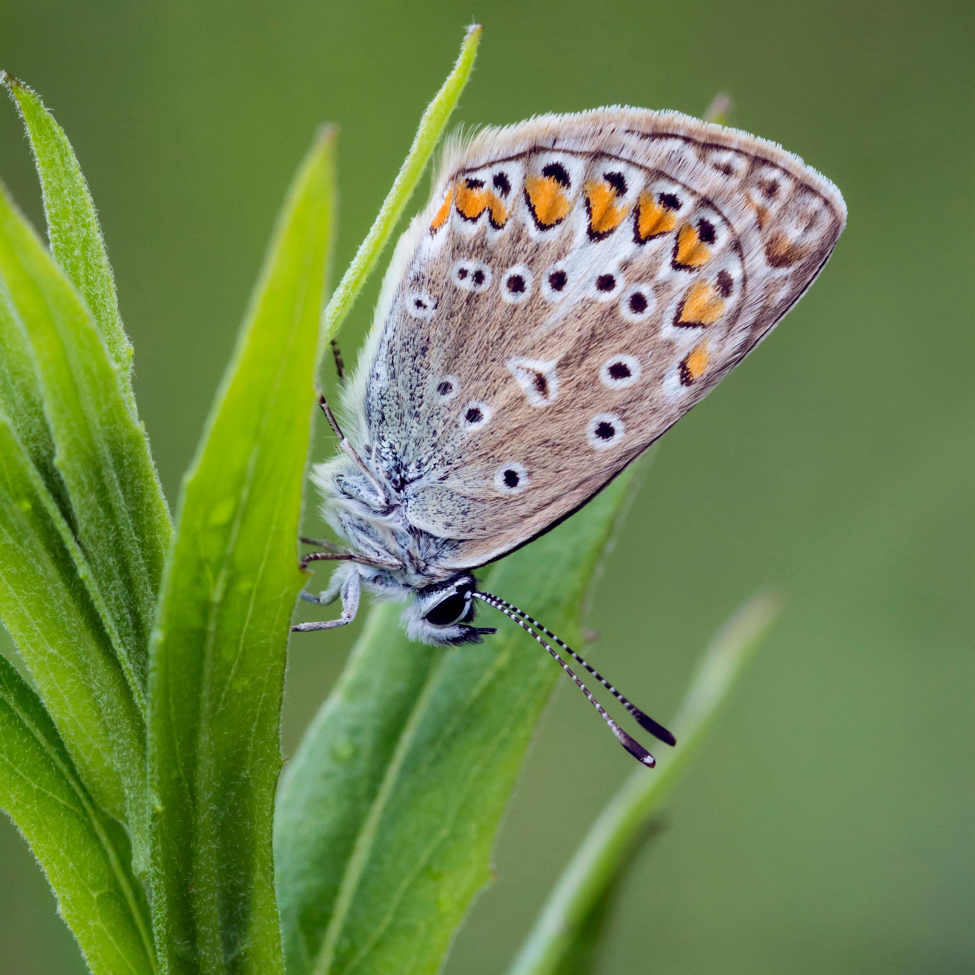Ämmässuon vanha kaatopaikka on nyt niitty – Kesällä siellä havaittiin 16 perhoslajia