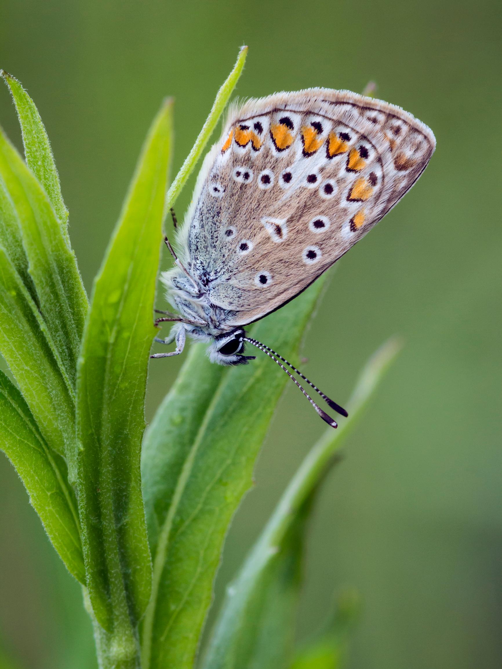 Ämmässuon vanha kaatopaikka on nyt niitty – Kesällä siellä havaittiin 16 perhoslajia