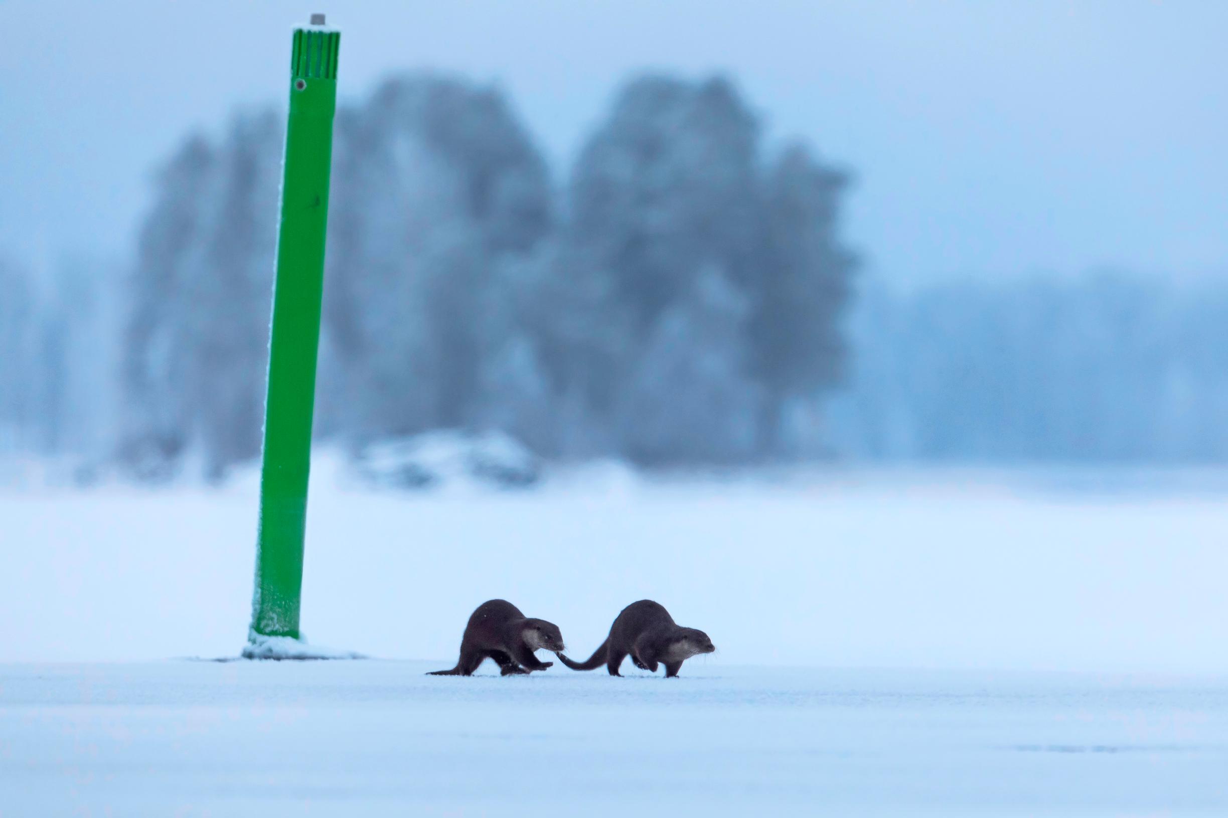 Saukot kalastavat ravintonsa talvellakin vedestä. Niiden turkki on erityisen vedenkestävä, ja ne voivat sukeltaa jopa viisi minuuttia kerrallaan.