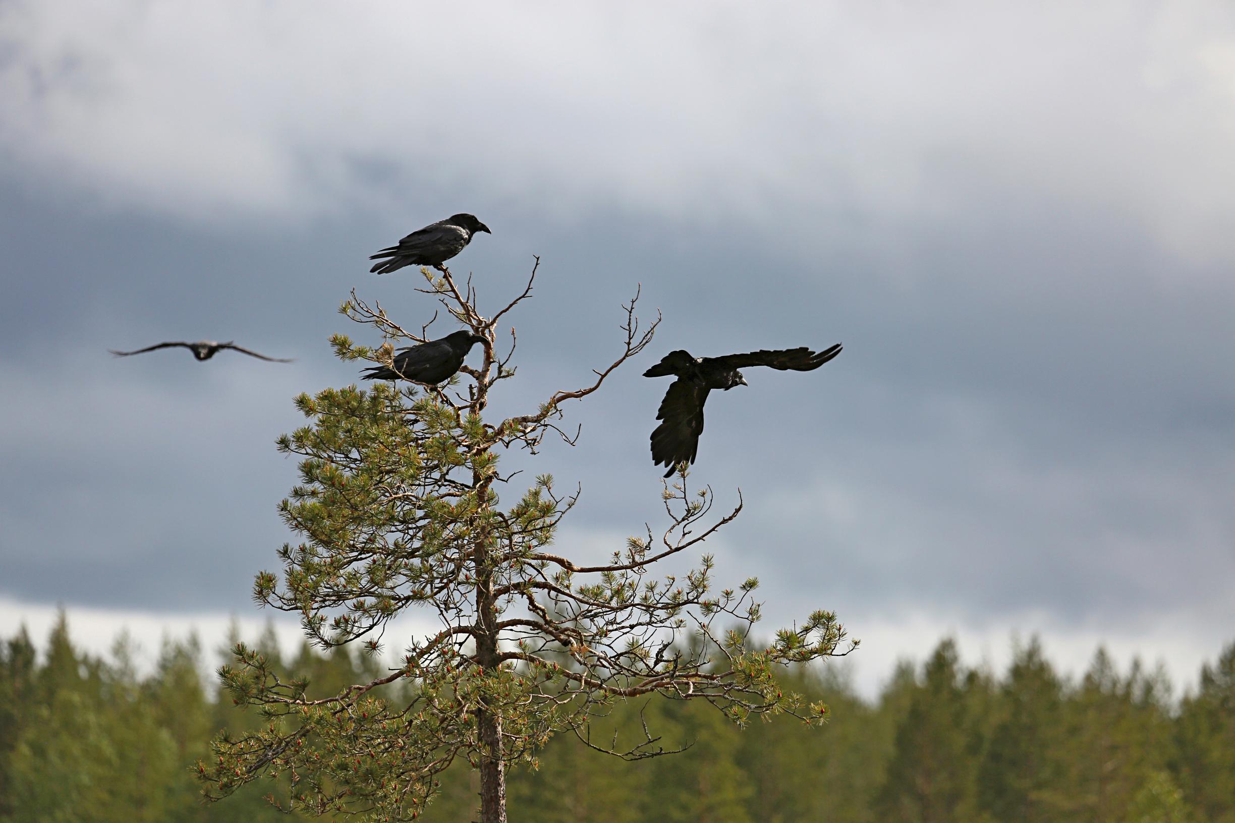 korppi-musta-lintu-kuoleman-tuoja-er-maiden-lykk-retkipaikka