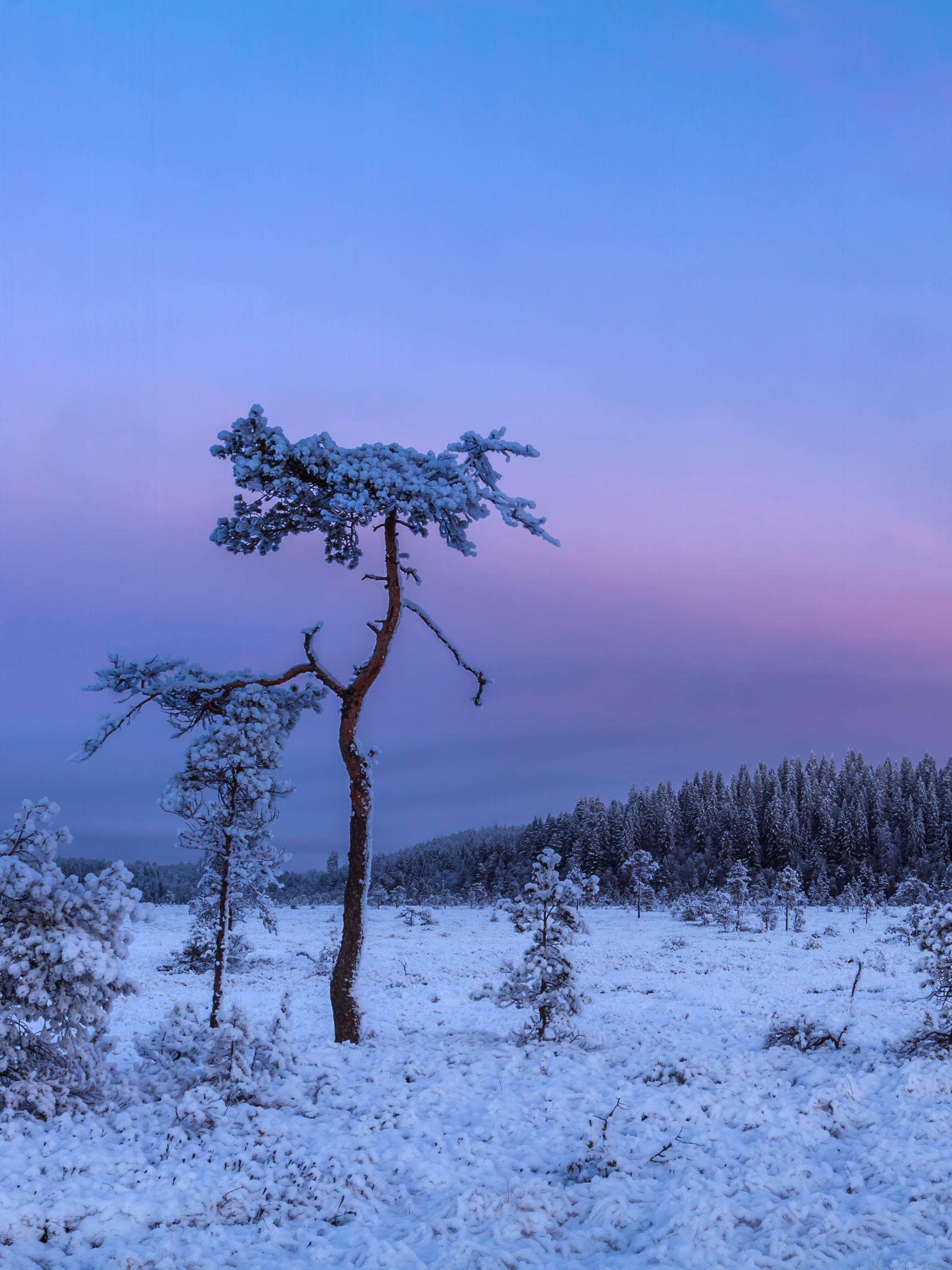 Onko teillä valkea joulu? Lumi pehmentää talvimaiseman ja suojaa elämää