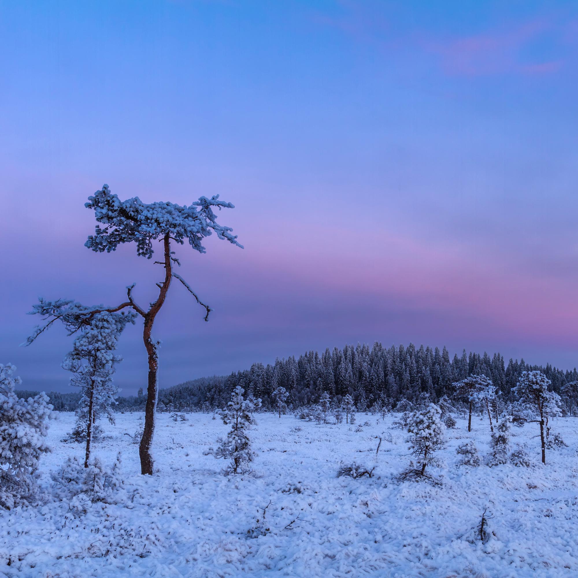 Onko teillä valkea joulu? Lumi pehmentää talvimaiseman ja suojaa elämää