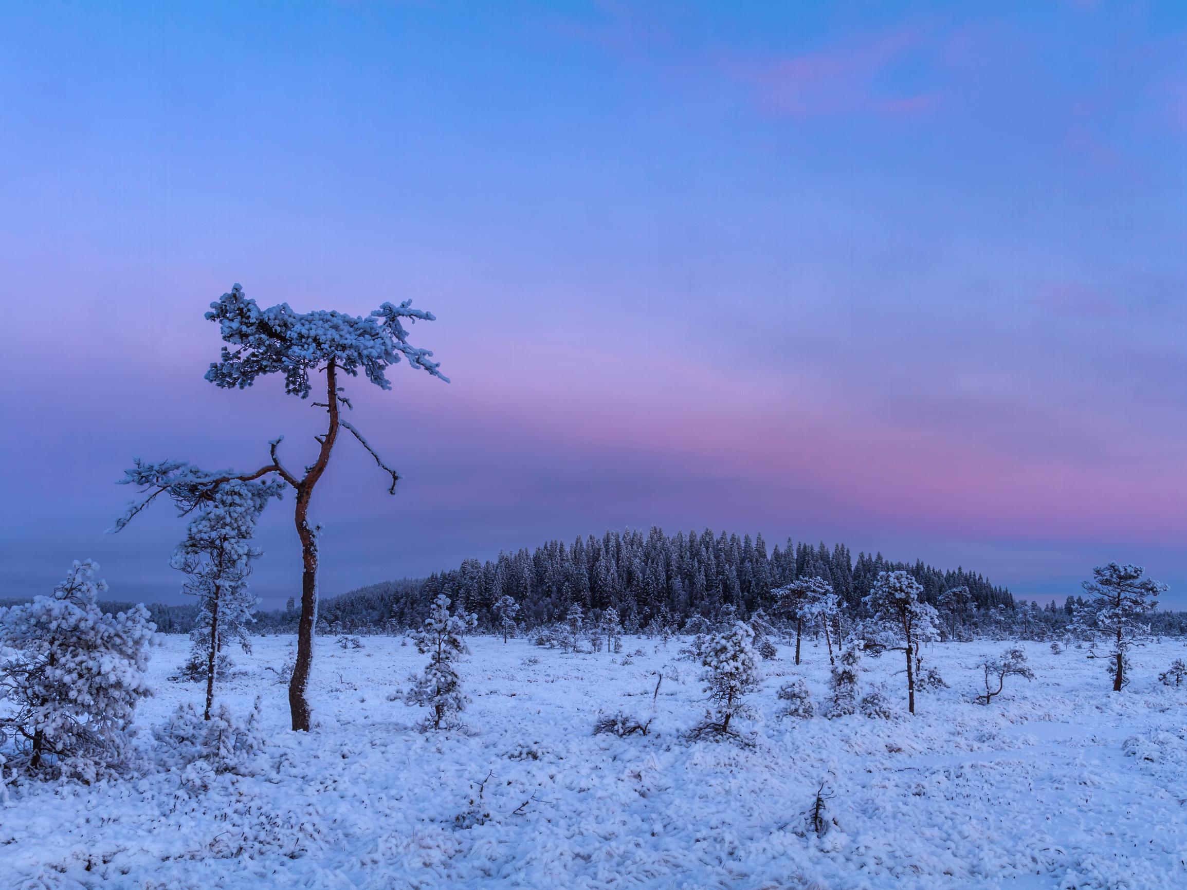 Onko teillä valkea joulu? Lumi pehmentää talvimaiseman ja suojaa elämää